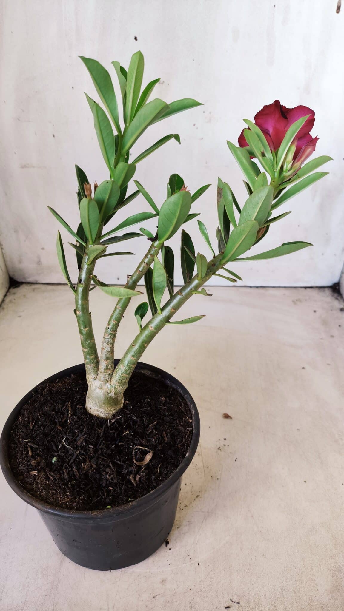 Planta Dobrada 2808 – 30cm – 02 anos