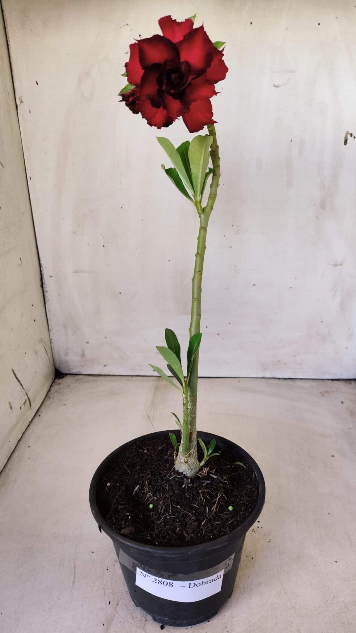 Planta Dobrada 2808 – 30cm – 02 anos
