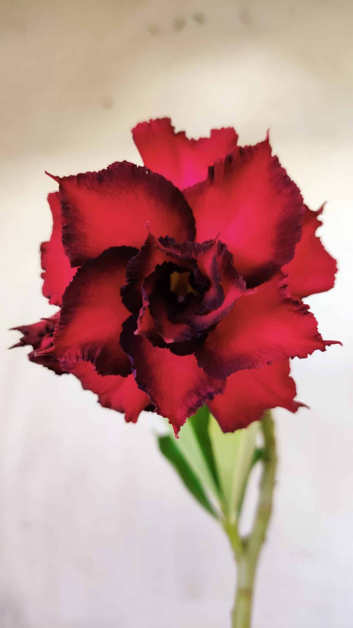 Planta Dobrada 2808 – 30cm – 02 anos