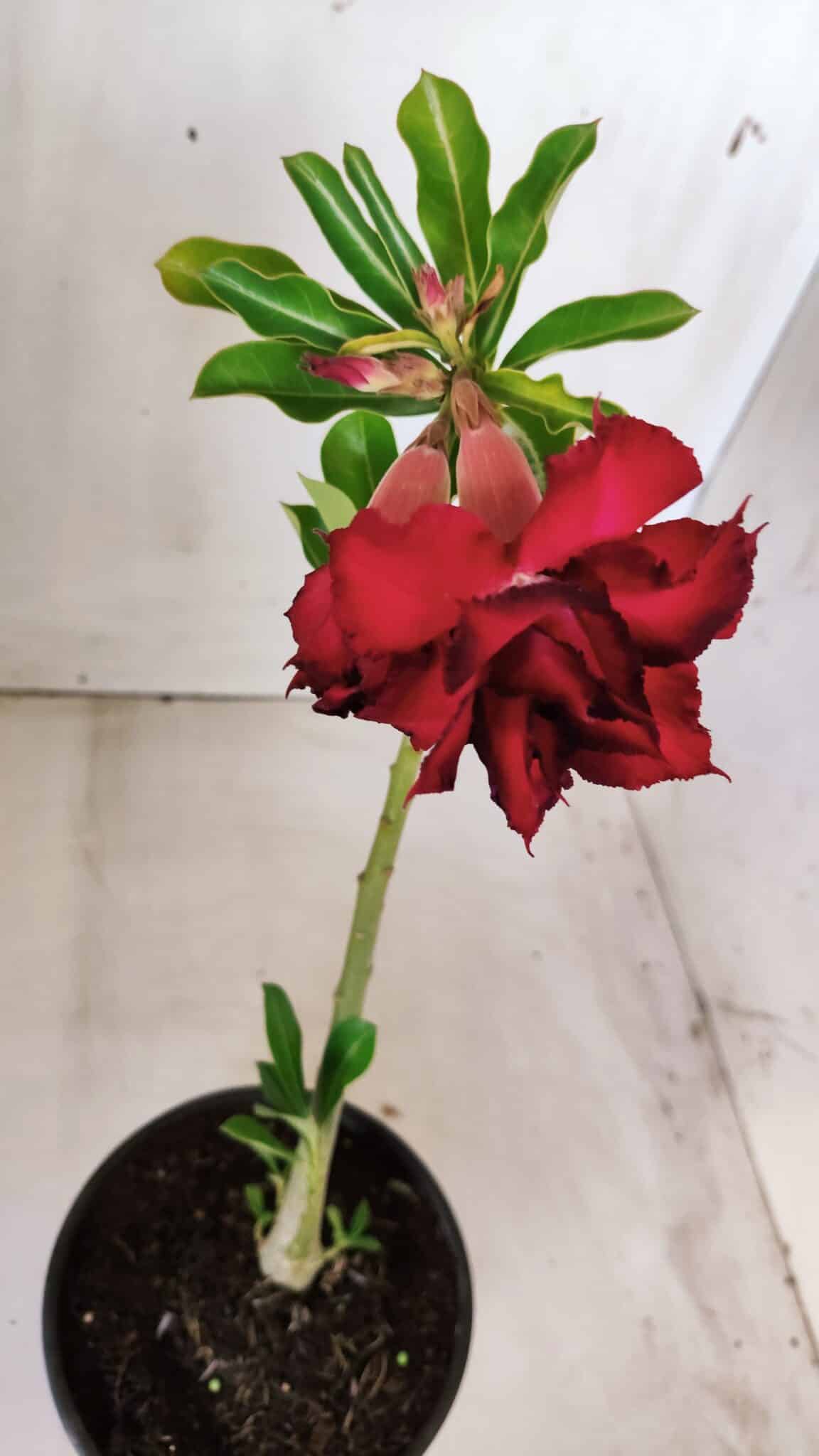 Planta Dobrada 2808 – 30cm – 02 anos