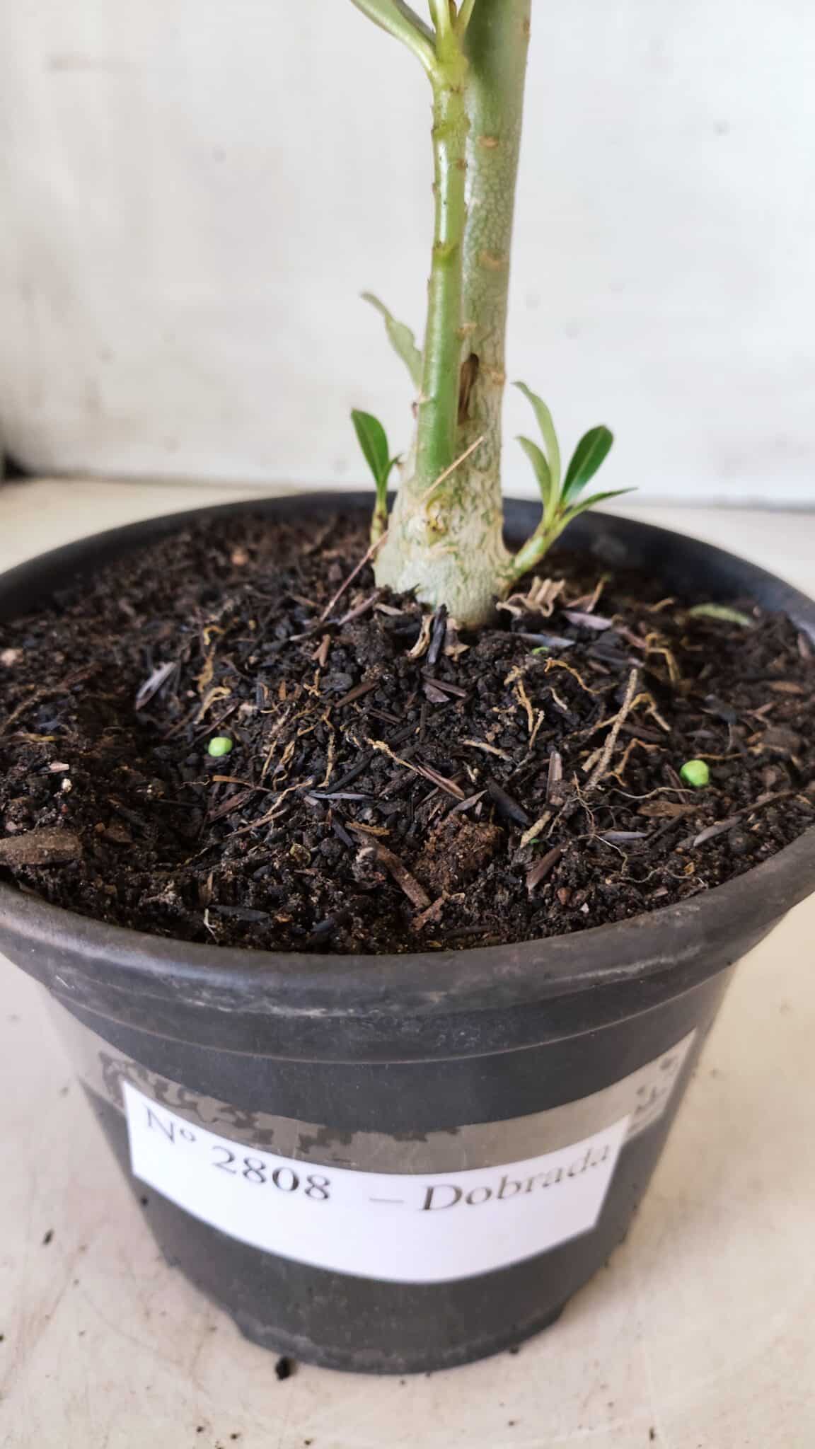 Planta Dobrada 2808 – 30cm – 02 anos