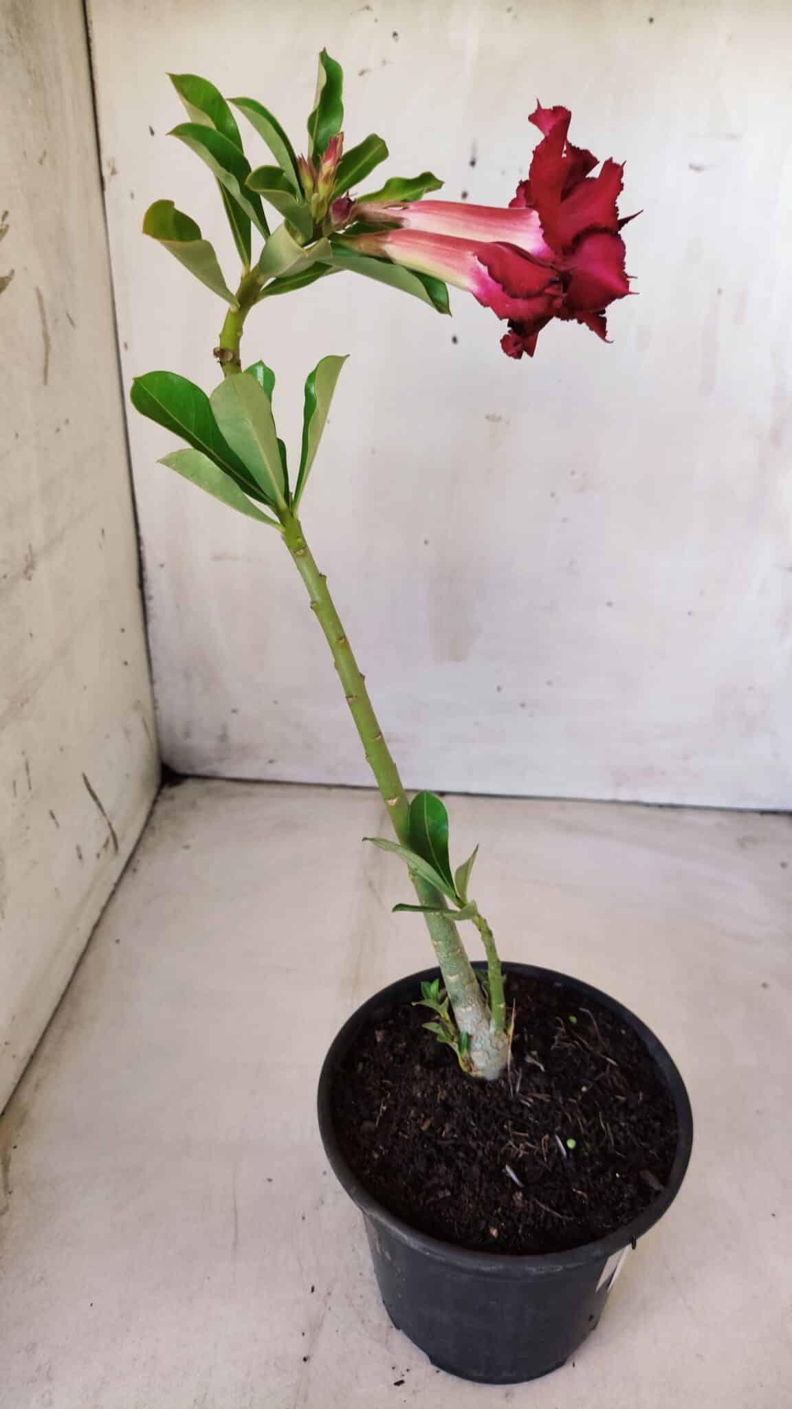 Planta Dobrada 2808 – 30cm – 02 anos