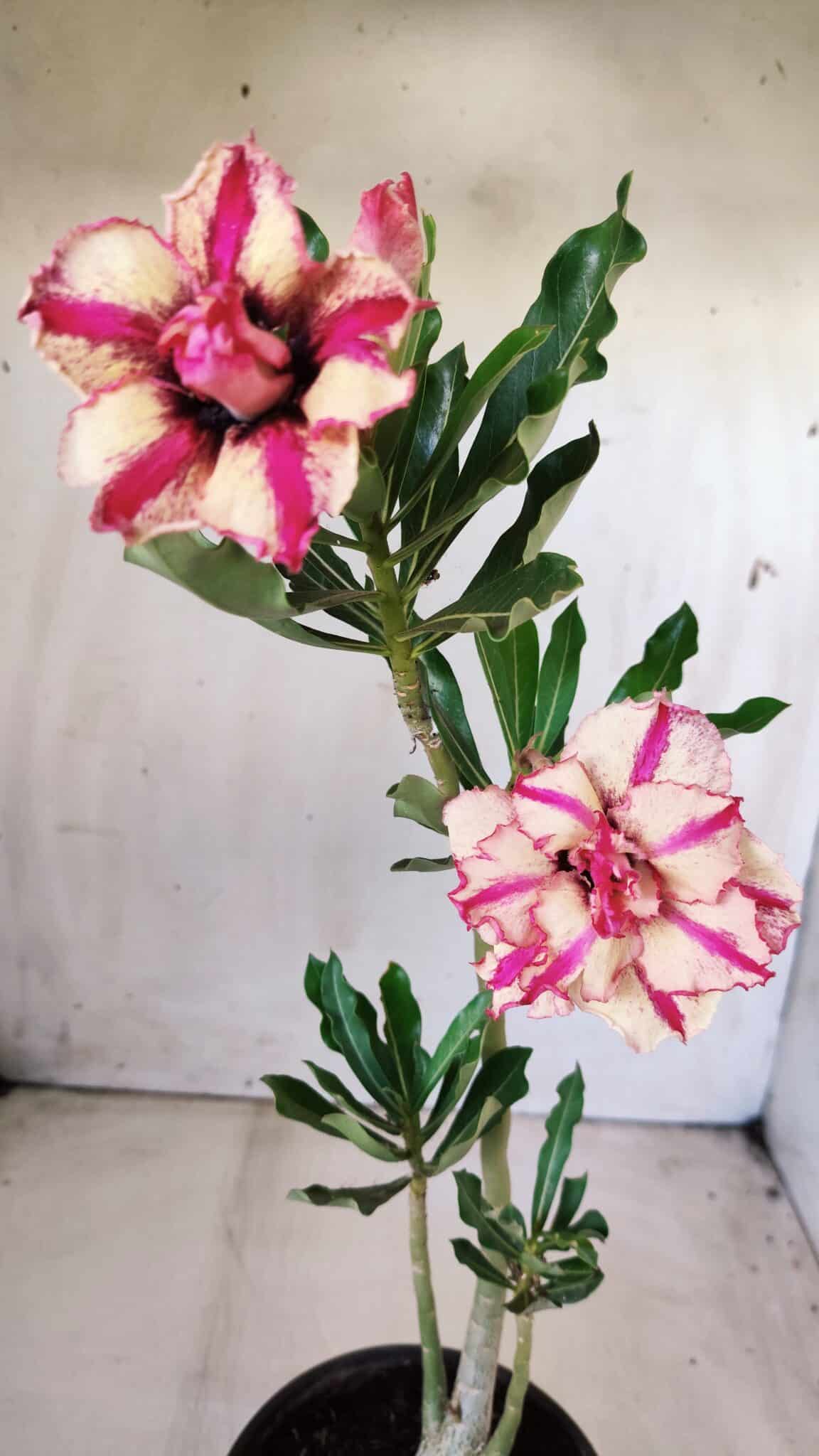 Planta Dobrada 2809 – 30cm – 02 anos