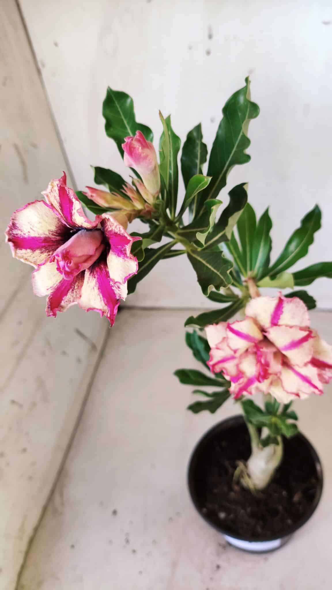 Planta Dobrada 2809 – 30cm – 02 anos