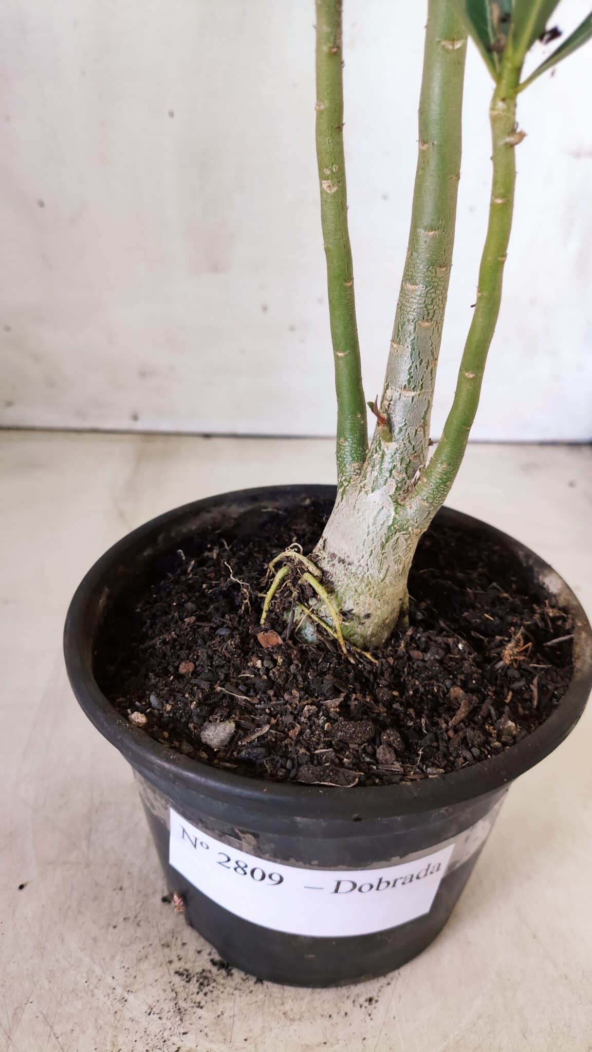 Planta Dobrada 2809 – 30cm – 02 anos