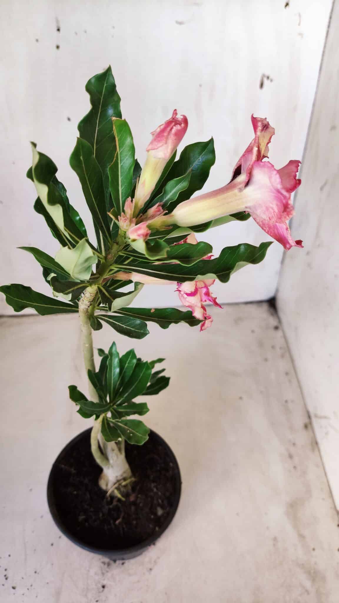 Planta Dobrada 2809 – 30cm – 02 anos