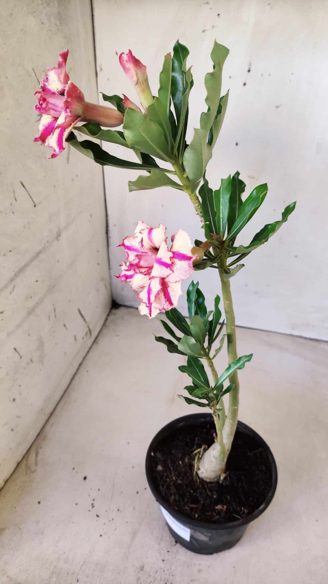 Planta Dobrada 2809 – 30cm – 02 anos