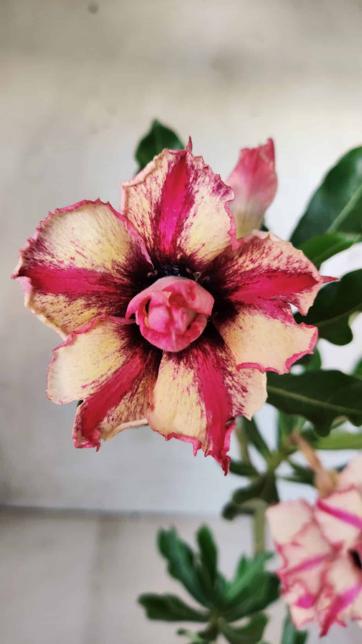 Planta Dobrada 2809 – 30cm – 02 anos
