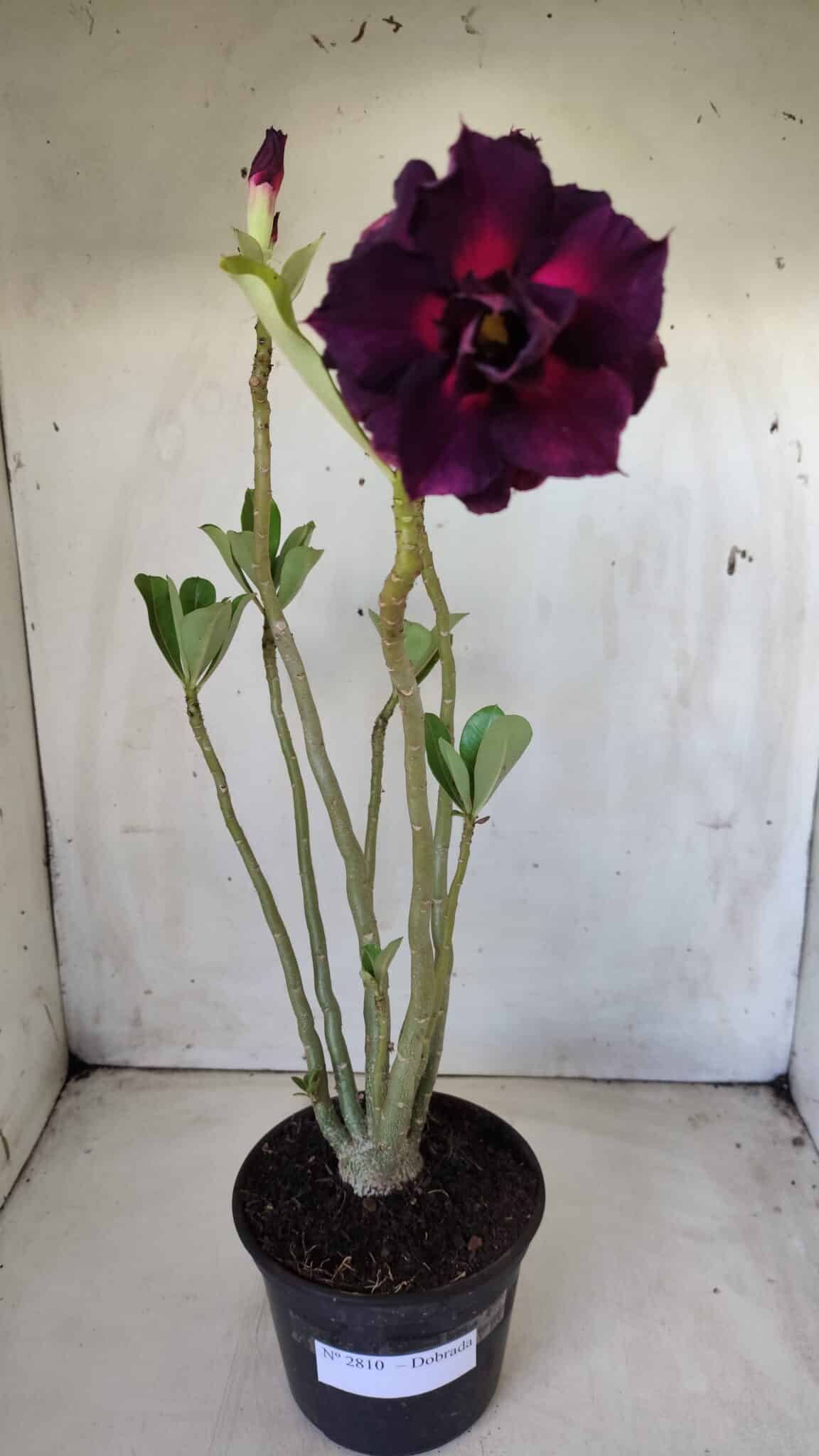Planta Dobrada 2810 – 35cm – 03 anos