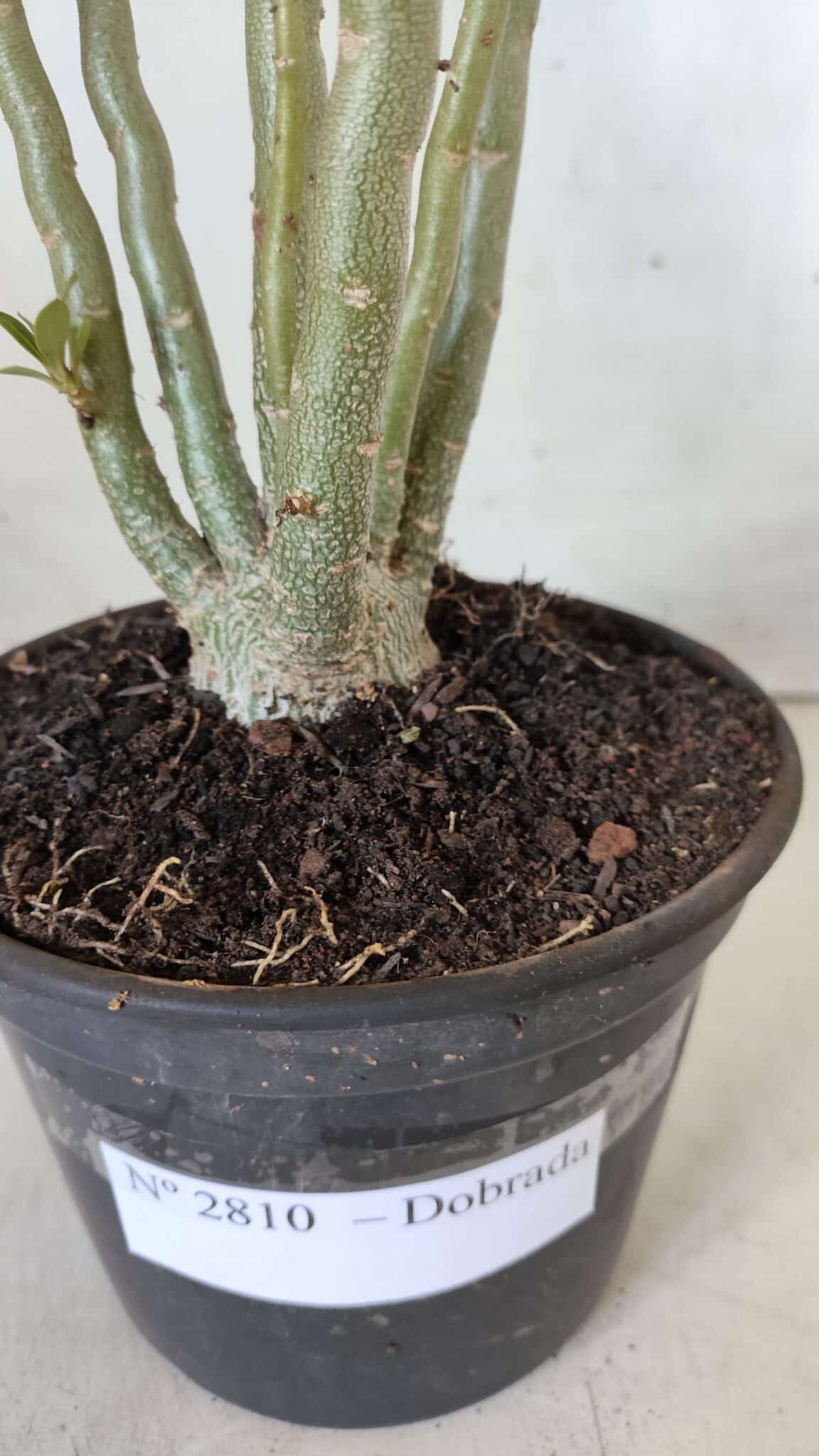Planta Dobrada 2810 – 35cm – 03 anos