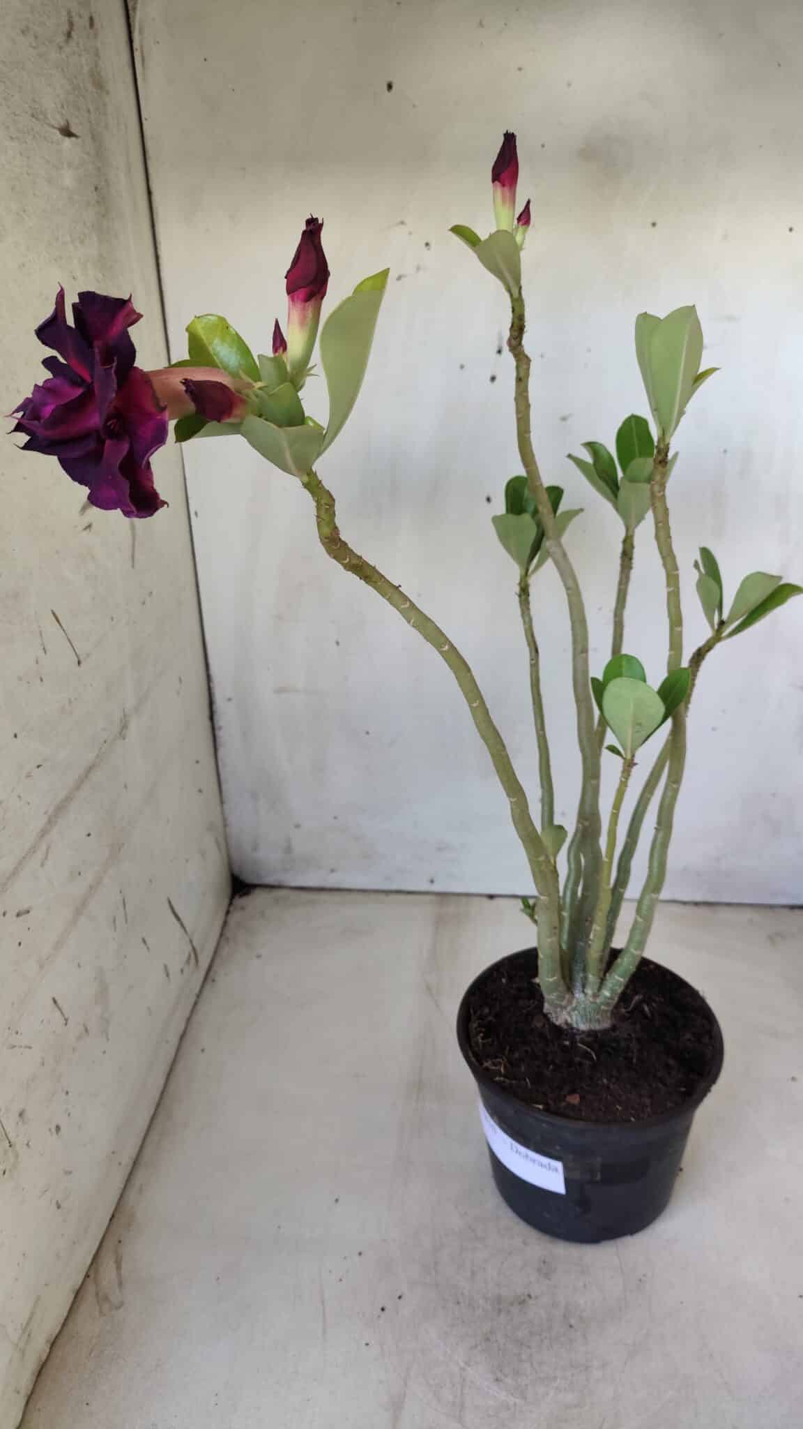 Planta Dobrada 2810 – 35cm – 03 anos