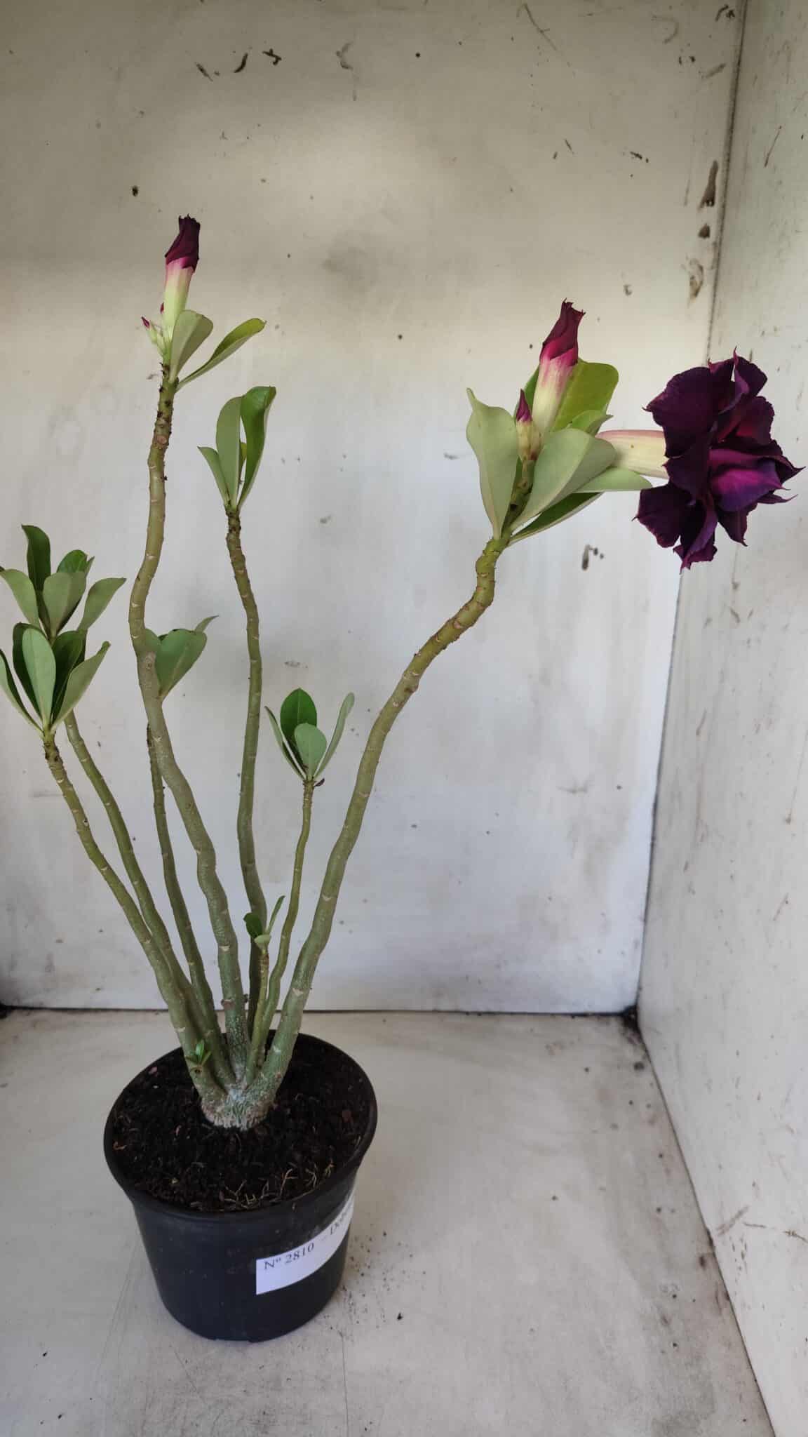 Planta Dobrada 2810 – 35cm – 03 anos