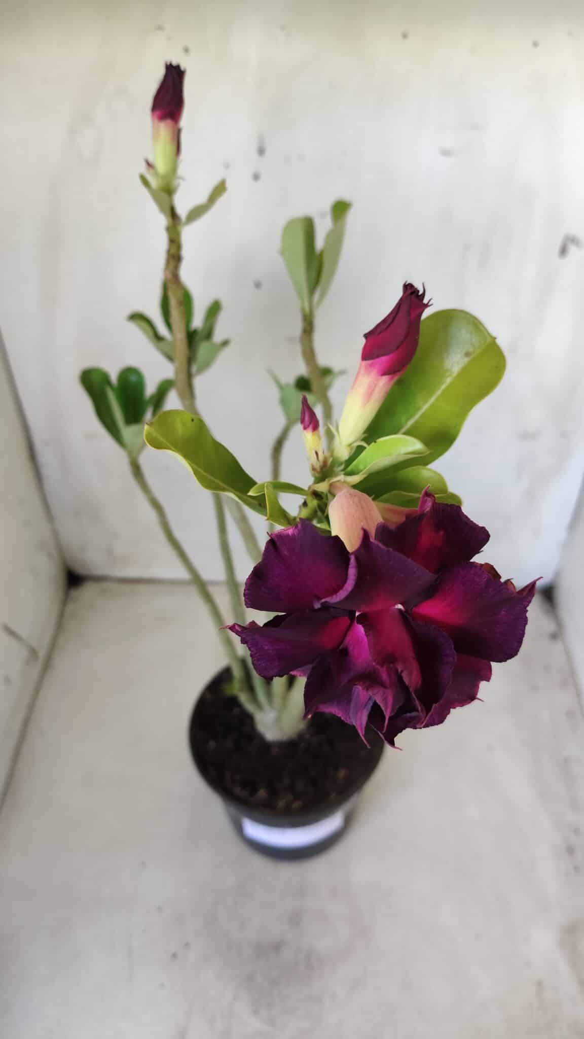 Planta Dobrada 2810 – 35cm – 03 anos