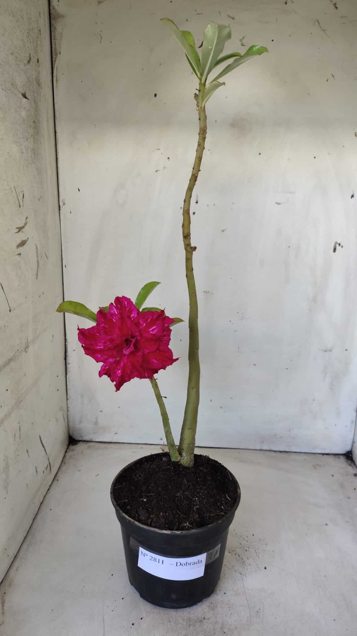 Planta Dobrada 2811 – 30cm – 02 anos