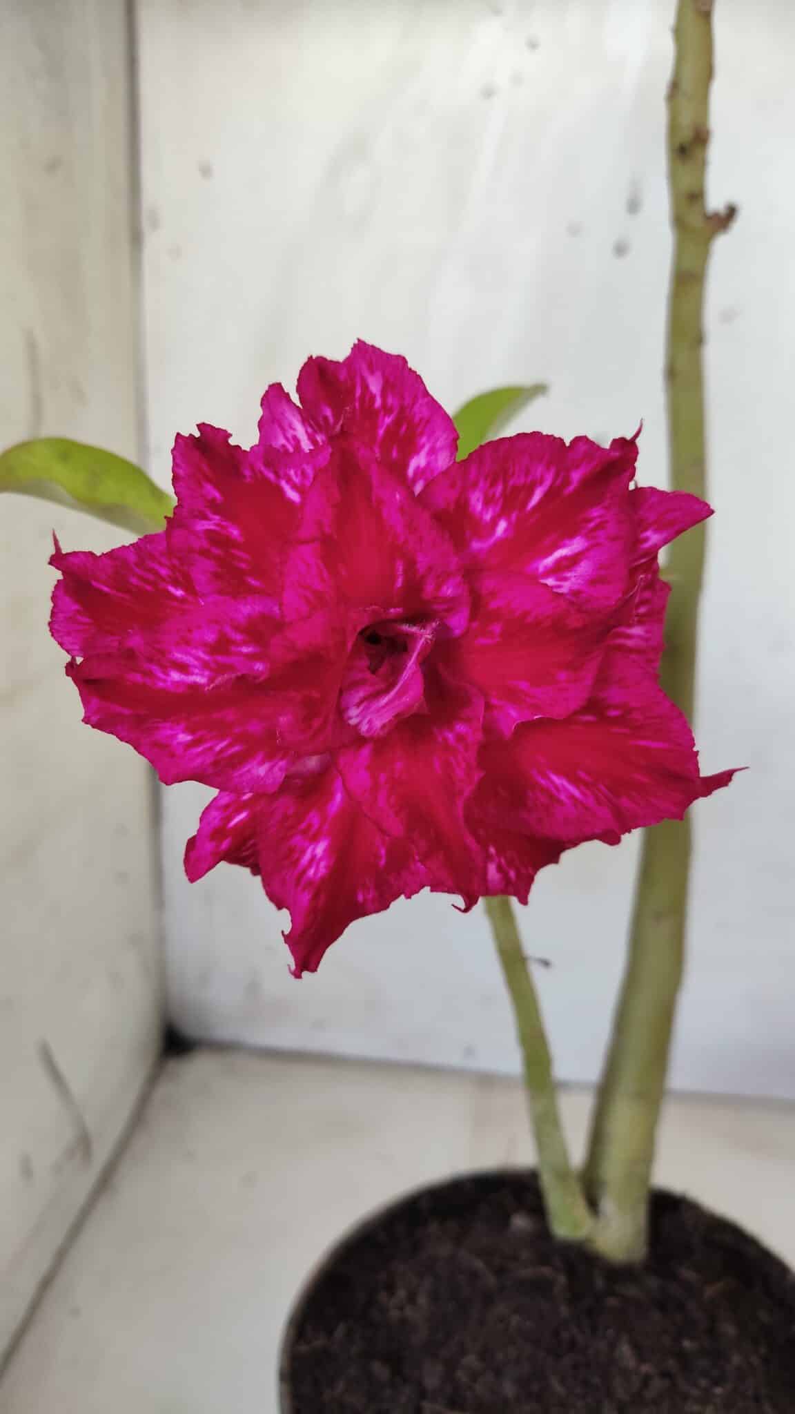 Planta Dobrada 2811 – 30cm – 02 anos