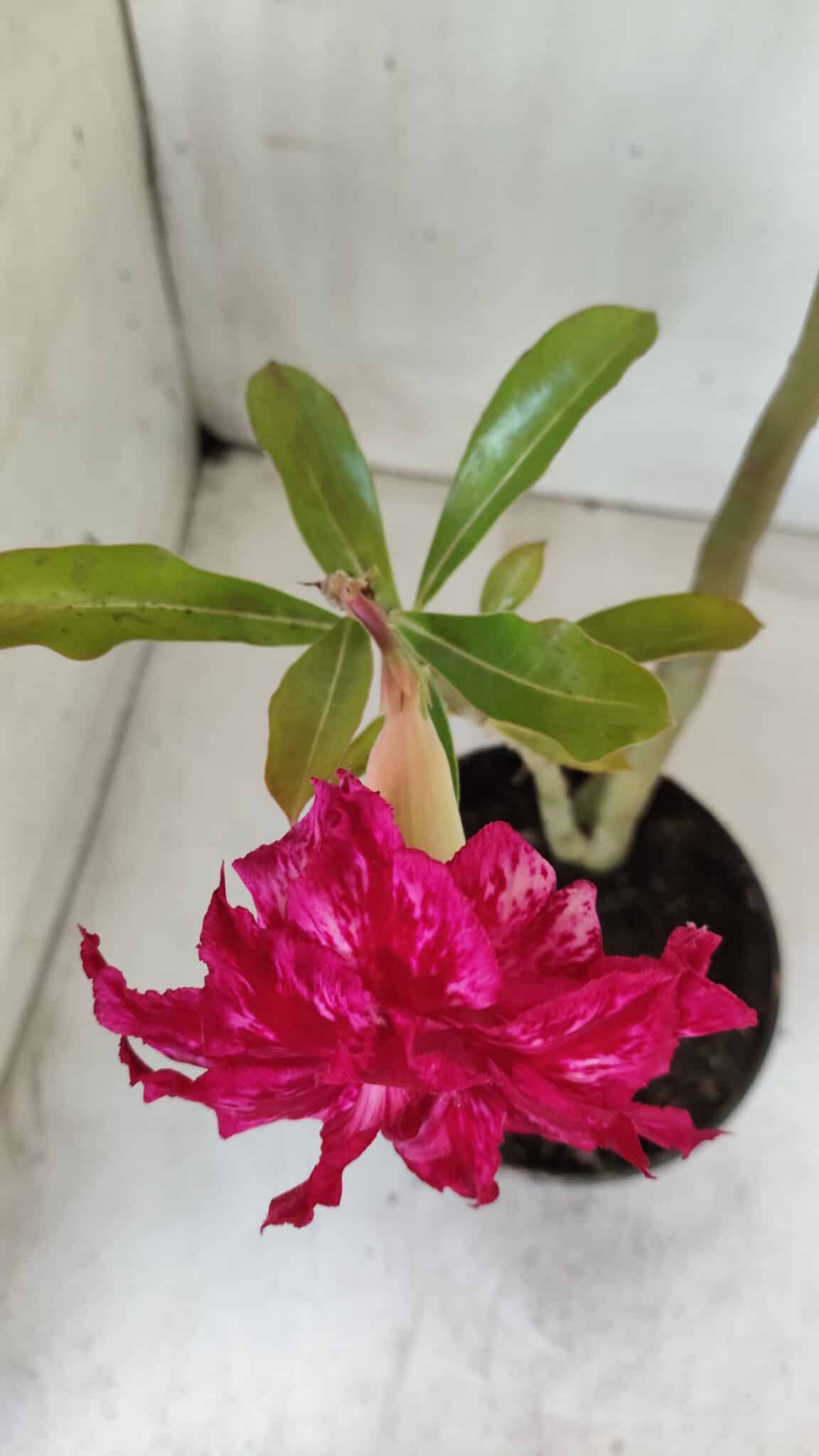 Planta Dobrada 2811 – 30cm – 02 anos