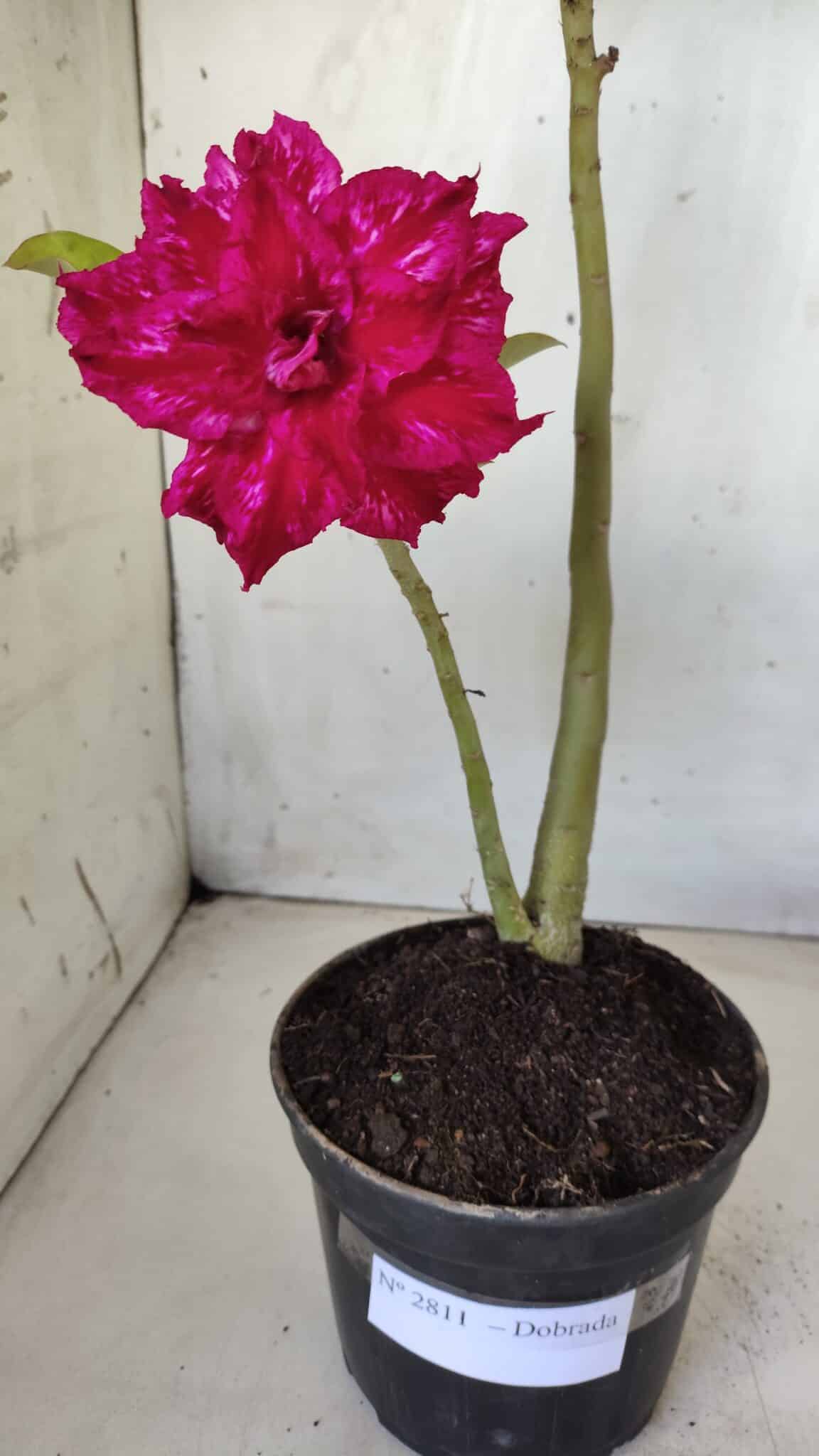 Planta Dobrada 2811 – 30cm – 02 anos