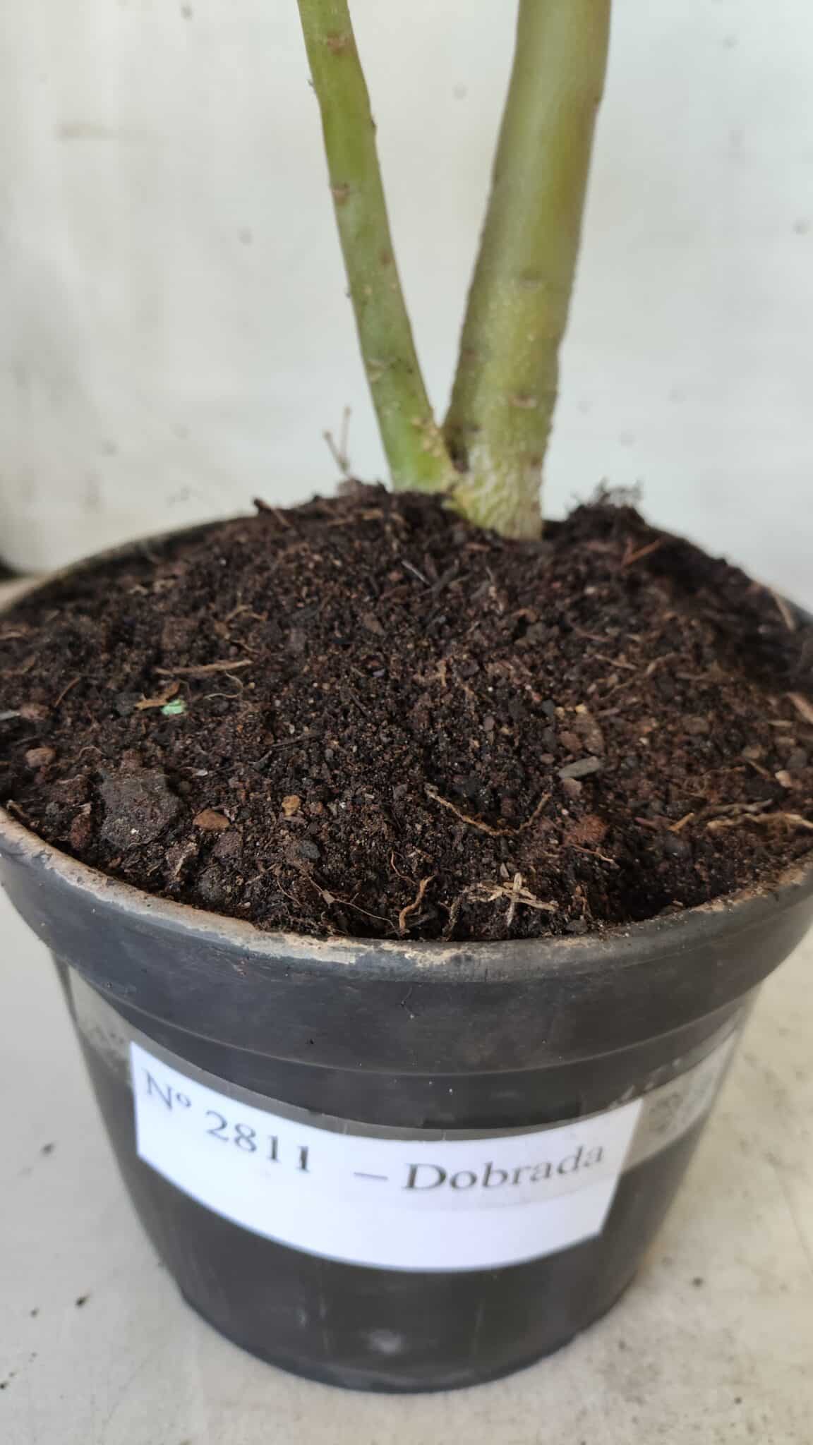 Planta Dobrada 2811 – 30cm – 02 anos