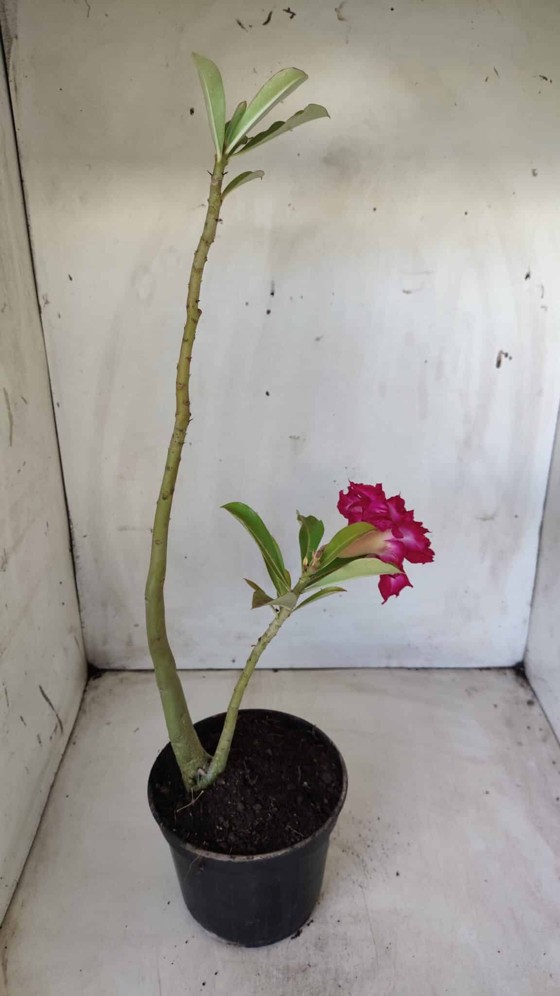 Planta Dobrada 2811 – 30cm – 02 anos