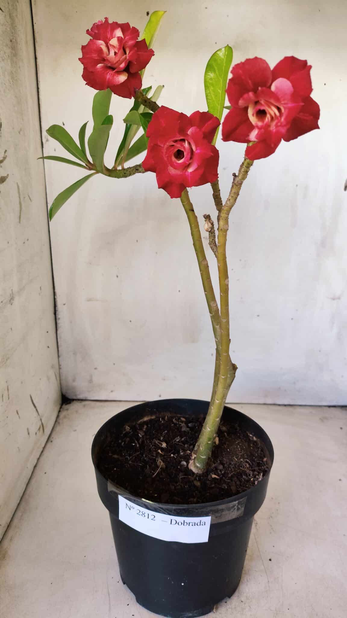 Planta Dobrada 2812 – 35cm – 03 anos