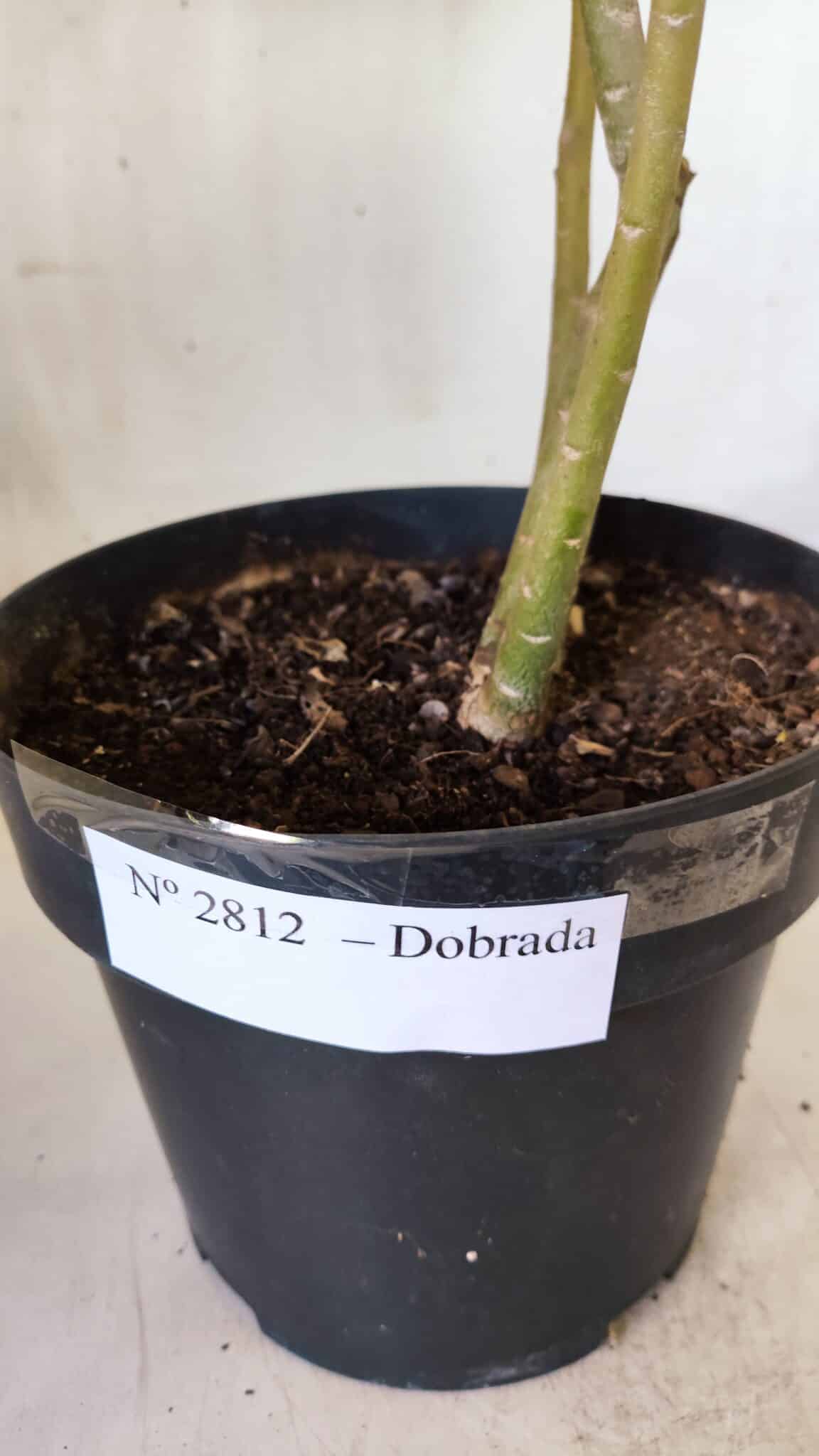 Planta Dobrada 2812 – 35cm – 03 anos