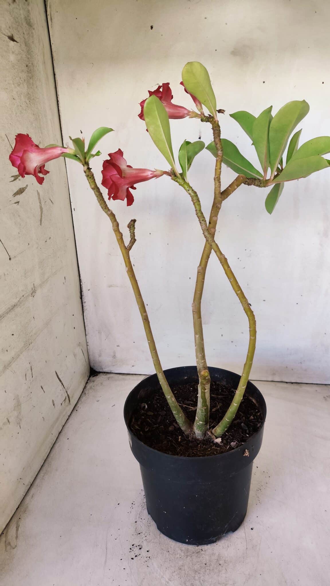 Planta Dobrada 2812 – 35cm – 03 anos