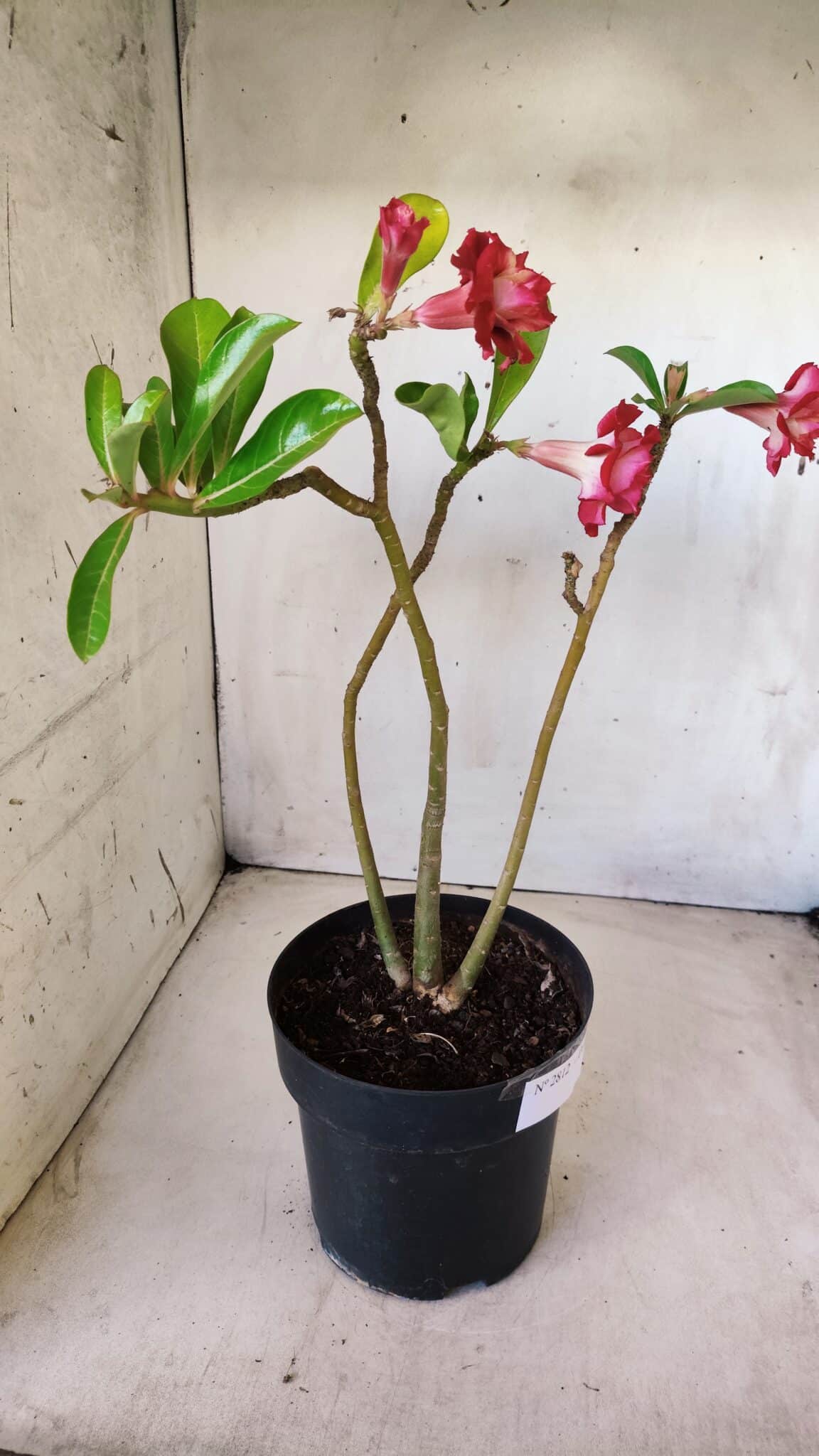 Planta Dobrada 2812 – 35cm – 03 anos