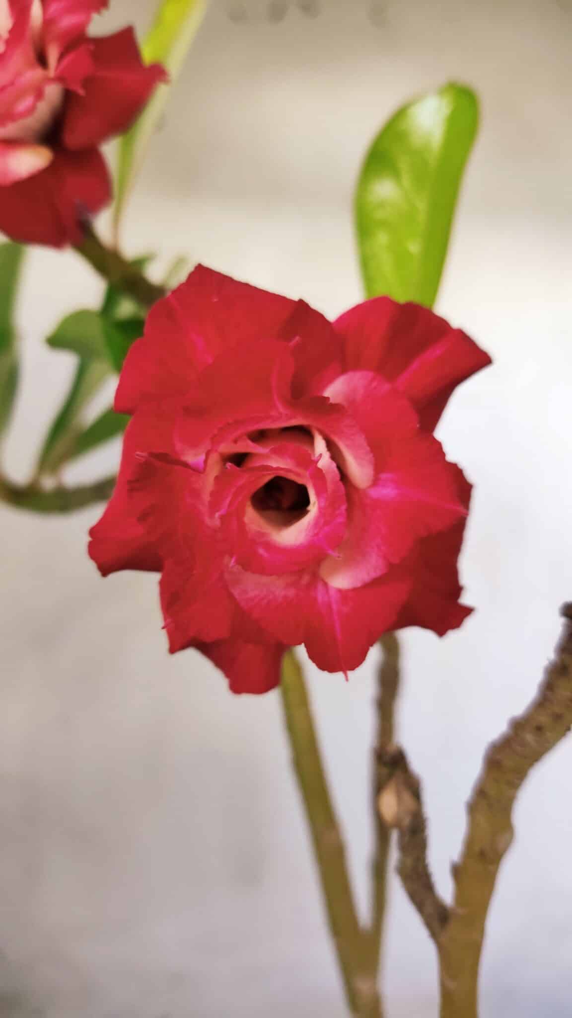 Planta Dobrada 2812 – 35cm – 03 anos