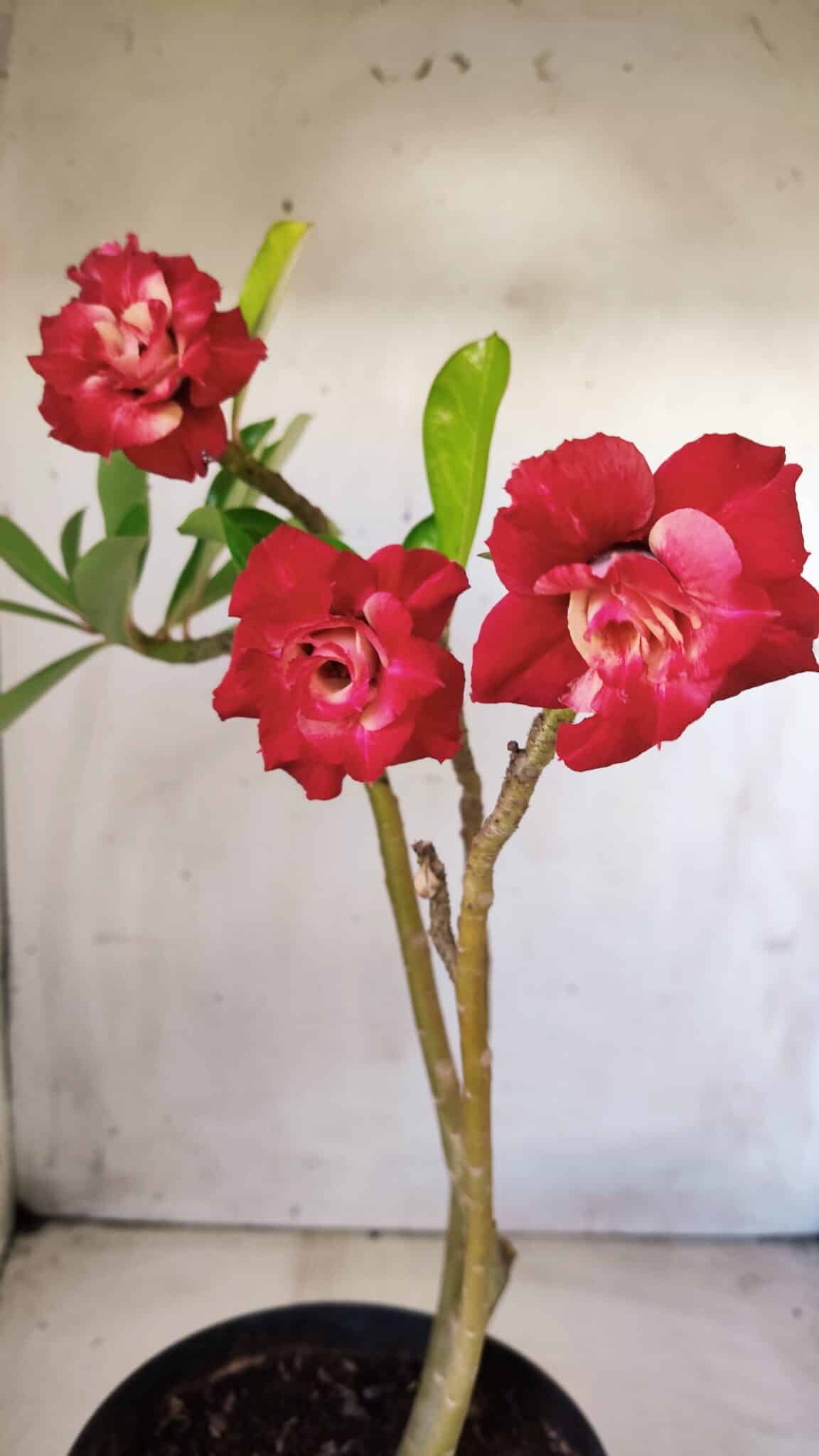 Planta Dobrada 2812 – 35cm – 03 anos