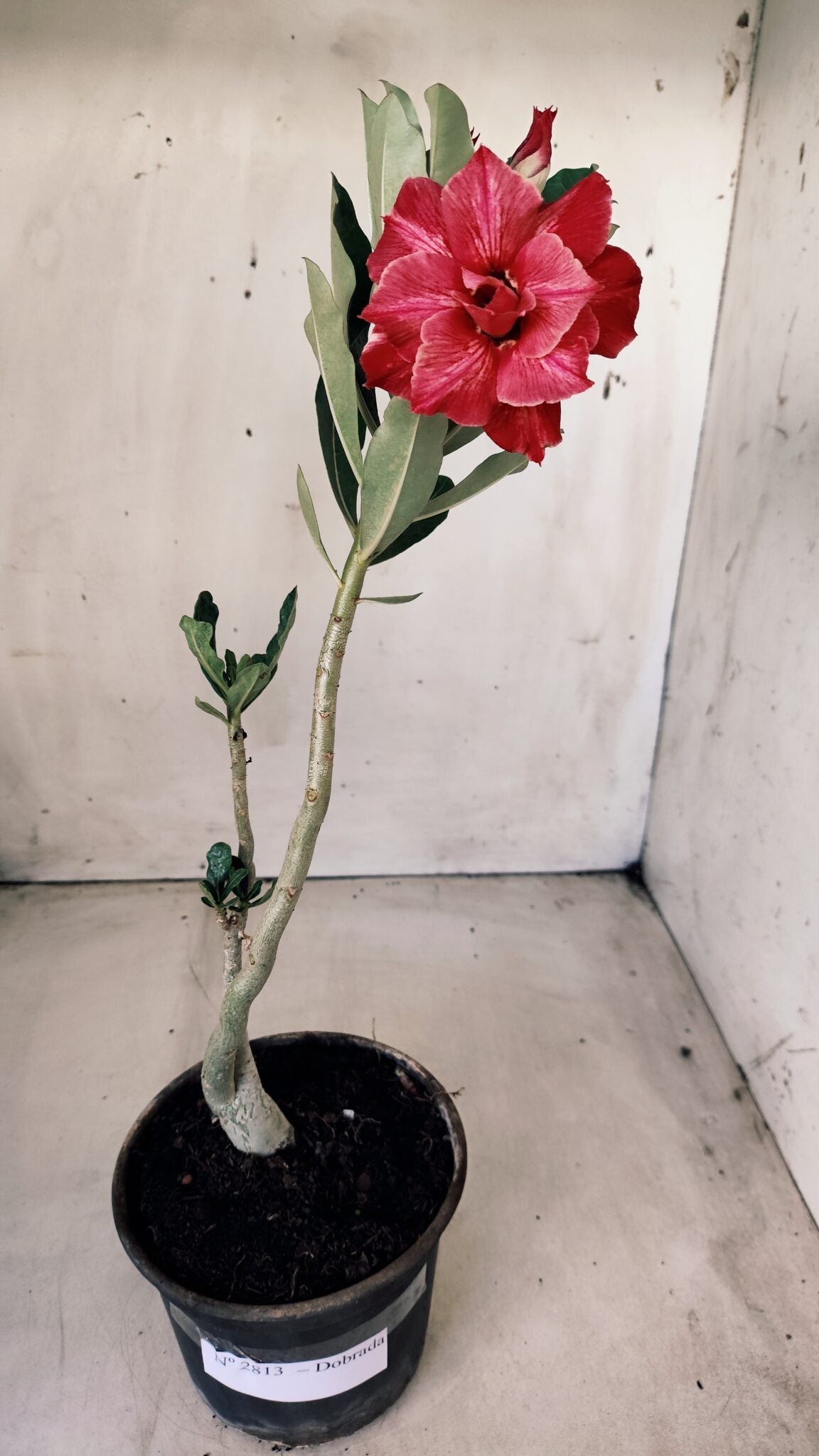 Planta Dobrada 2813 – 30cm – 02 anos