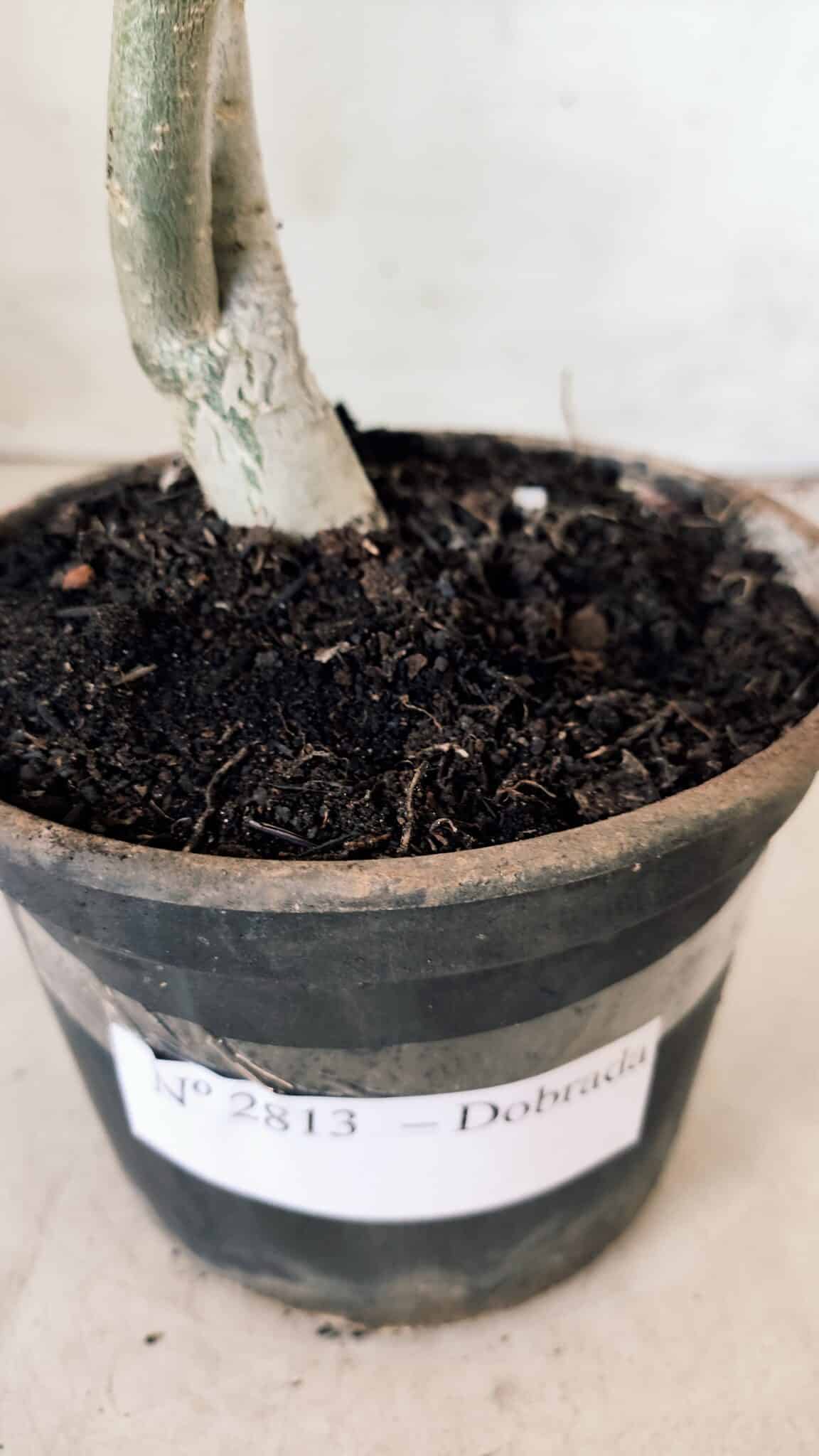 Planta Dobrada 2813 – 30cm – 02 anos