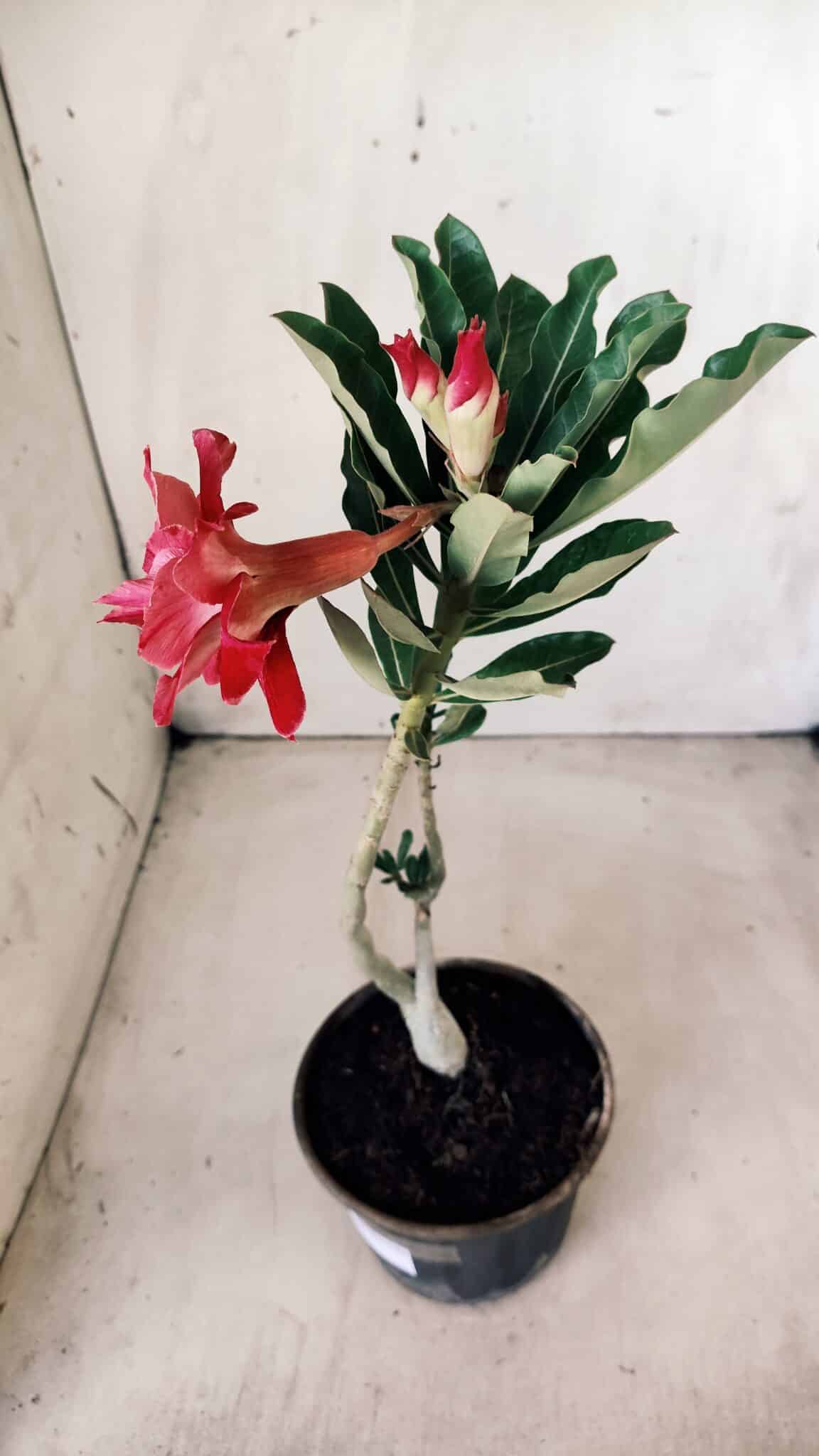 Planta Dobrada 2813 – 30cm – 02 anos
