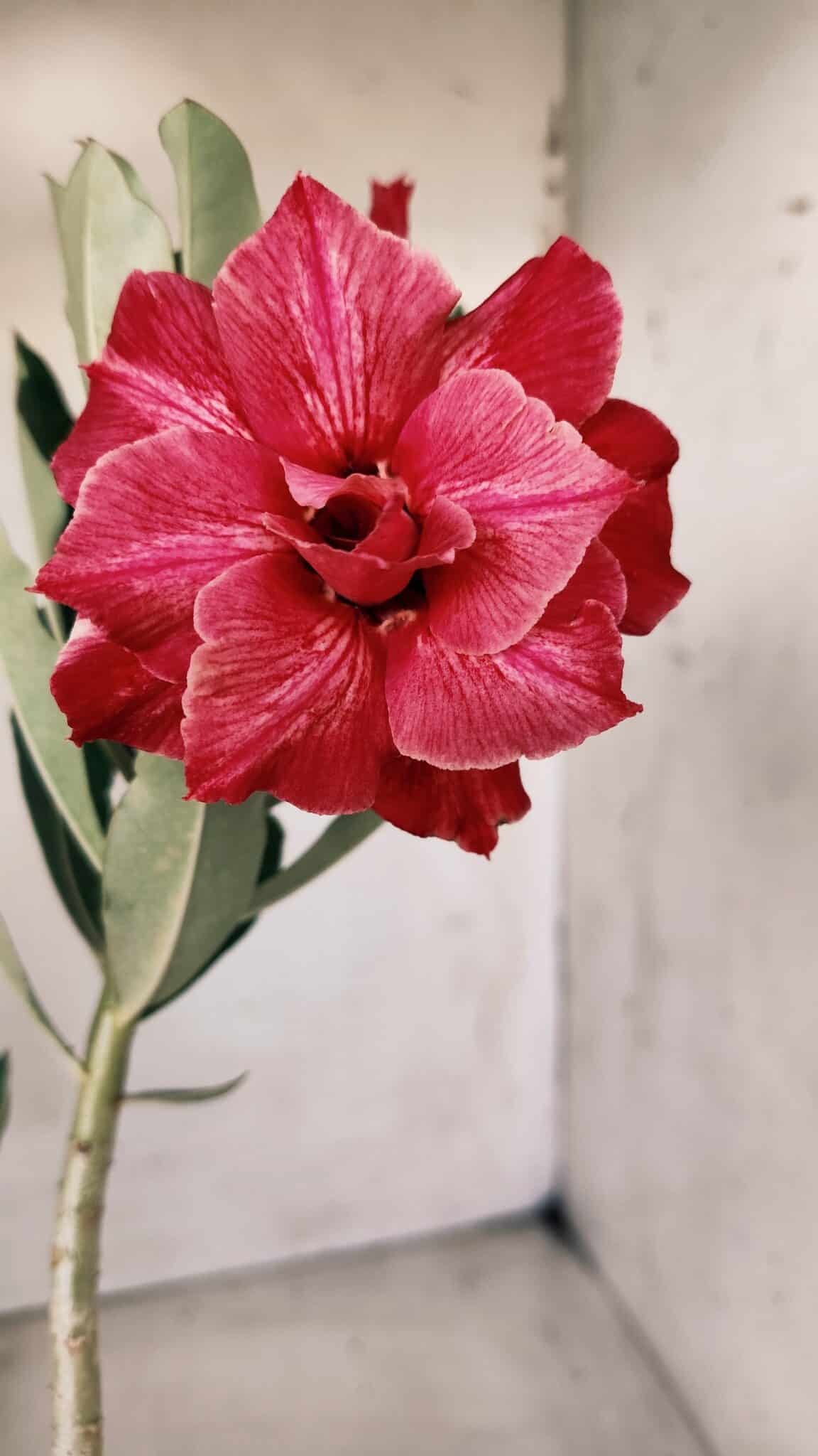 Planta Dobrada 2813 – 30cm – 02 anos