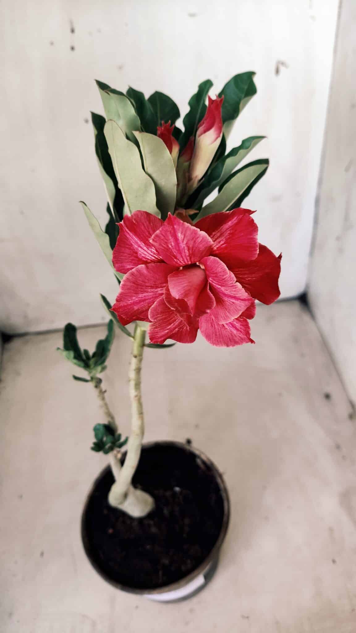 Planta Dobrada 2813 – 30cm – 02 anos