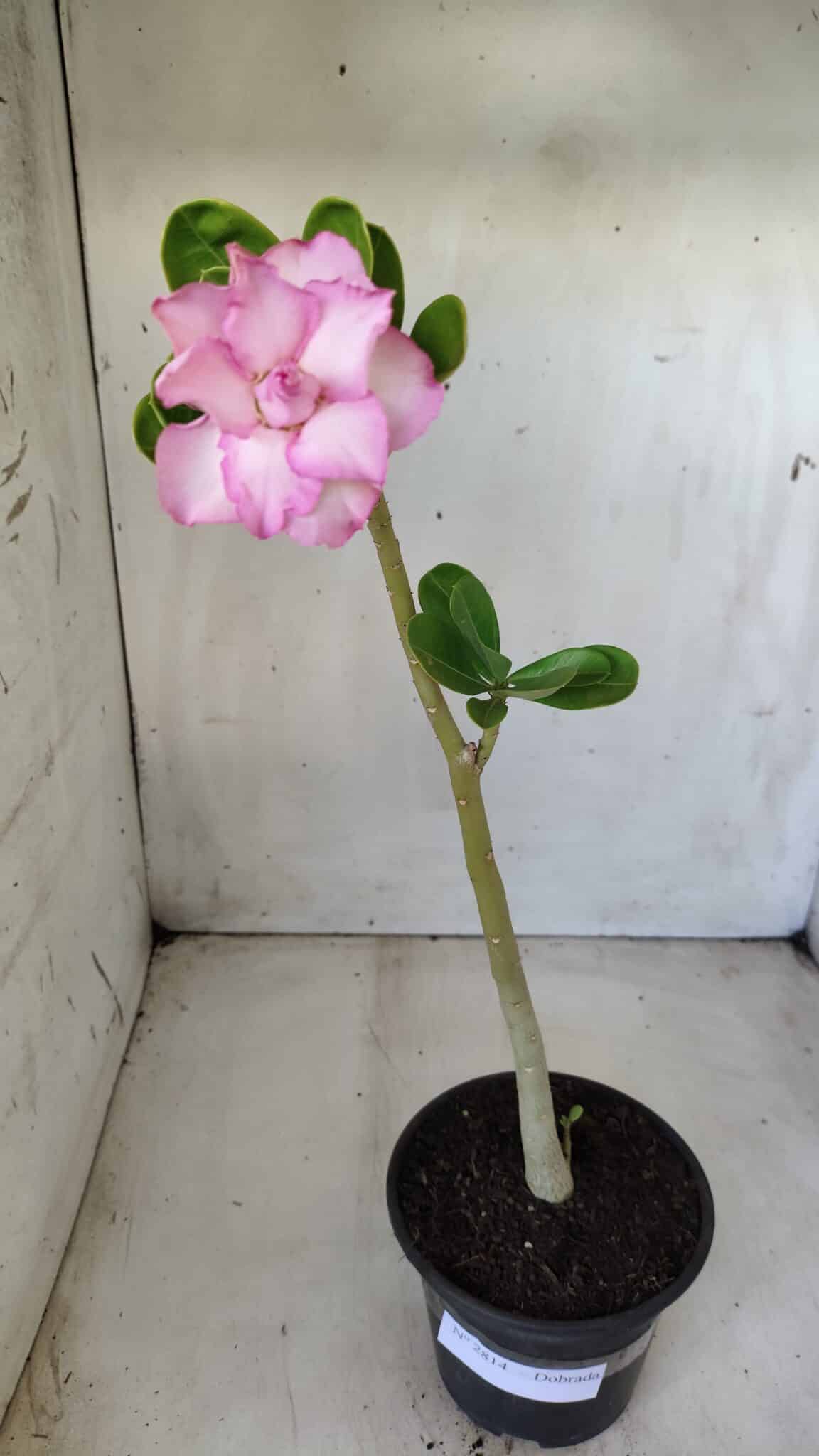Planta Dobrada 2814 – 30cm – 02 anos