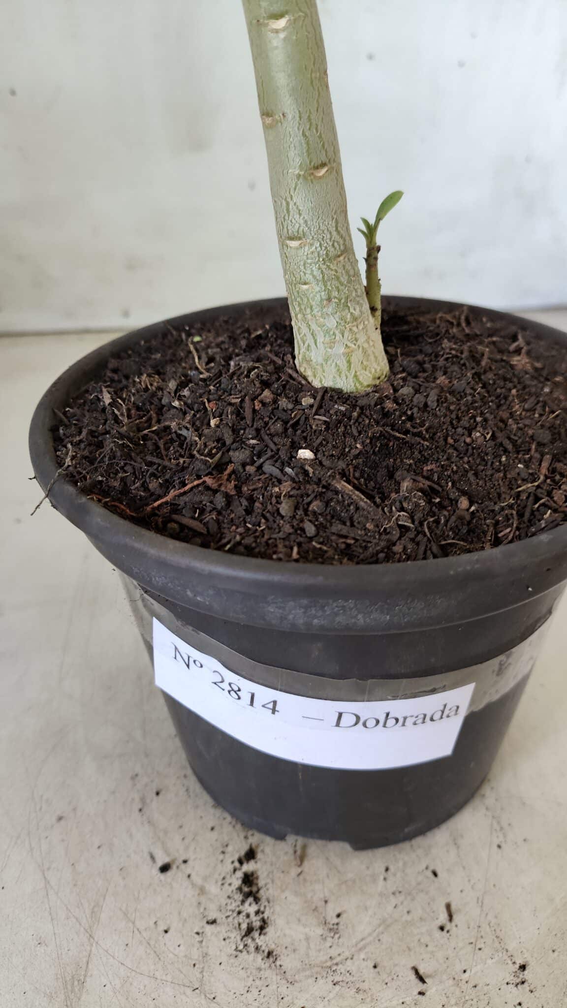 Planta Dobrada 2814 – 30cm – 02 anos