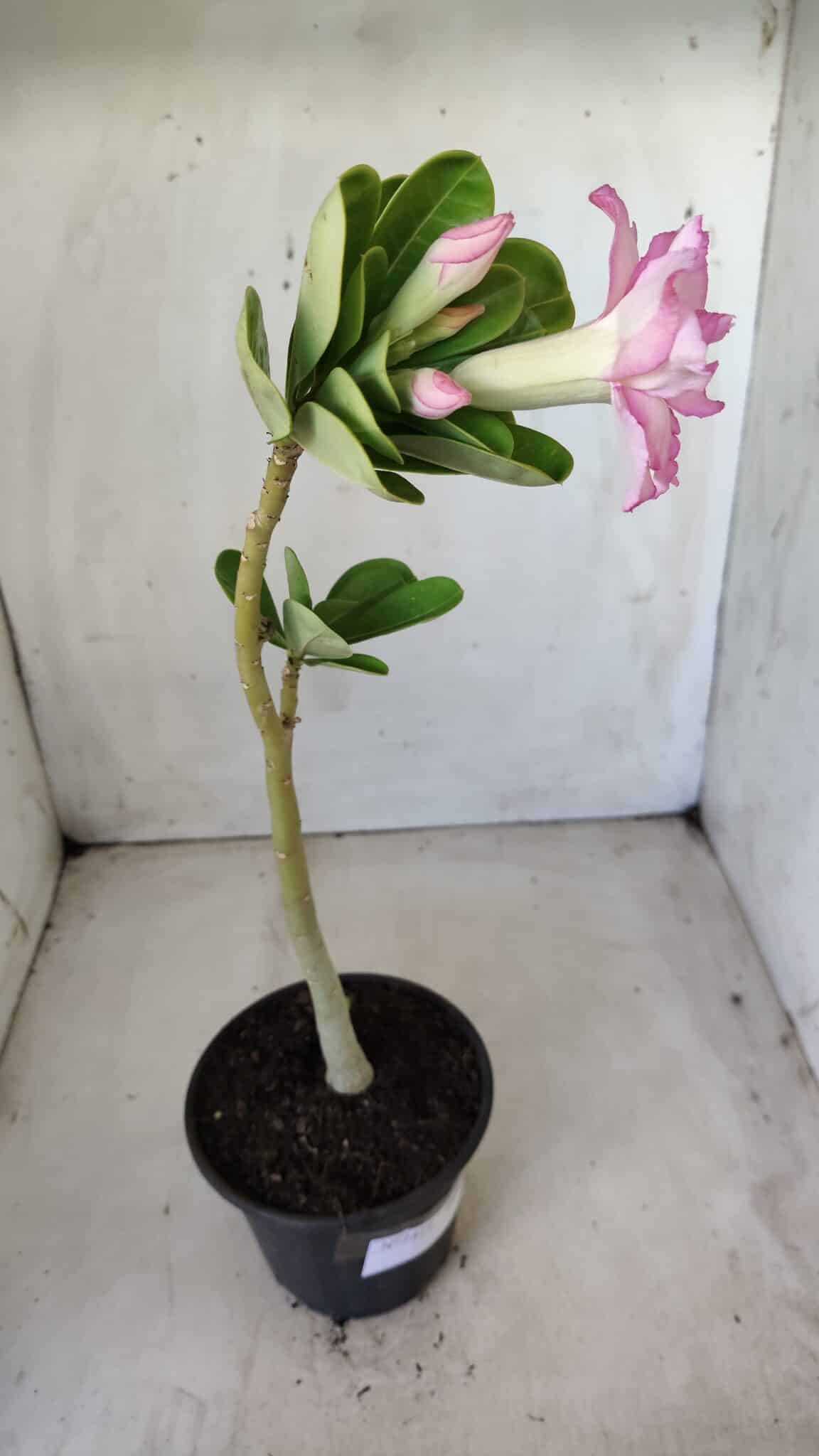Planta Dobrada 2814 – 30cm – 02 anos