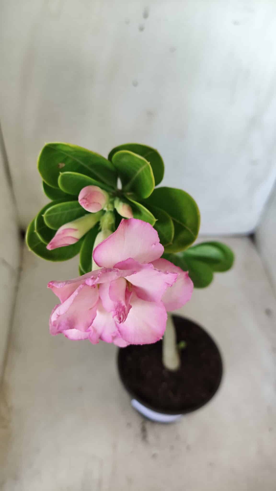 Planta Dobrada 2814 – 30cm – 02 anos