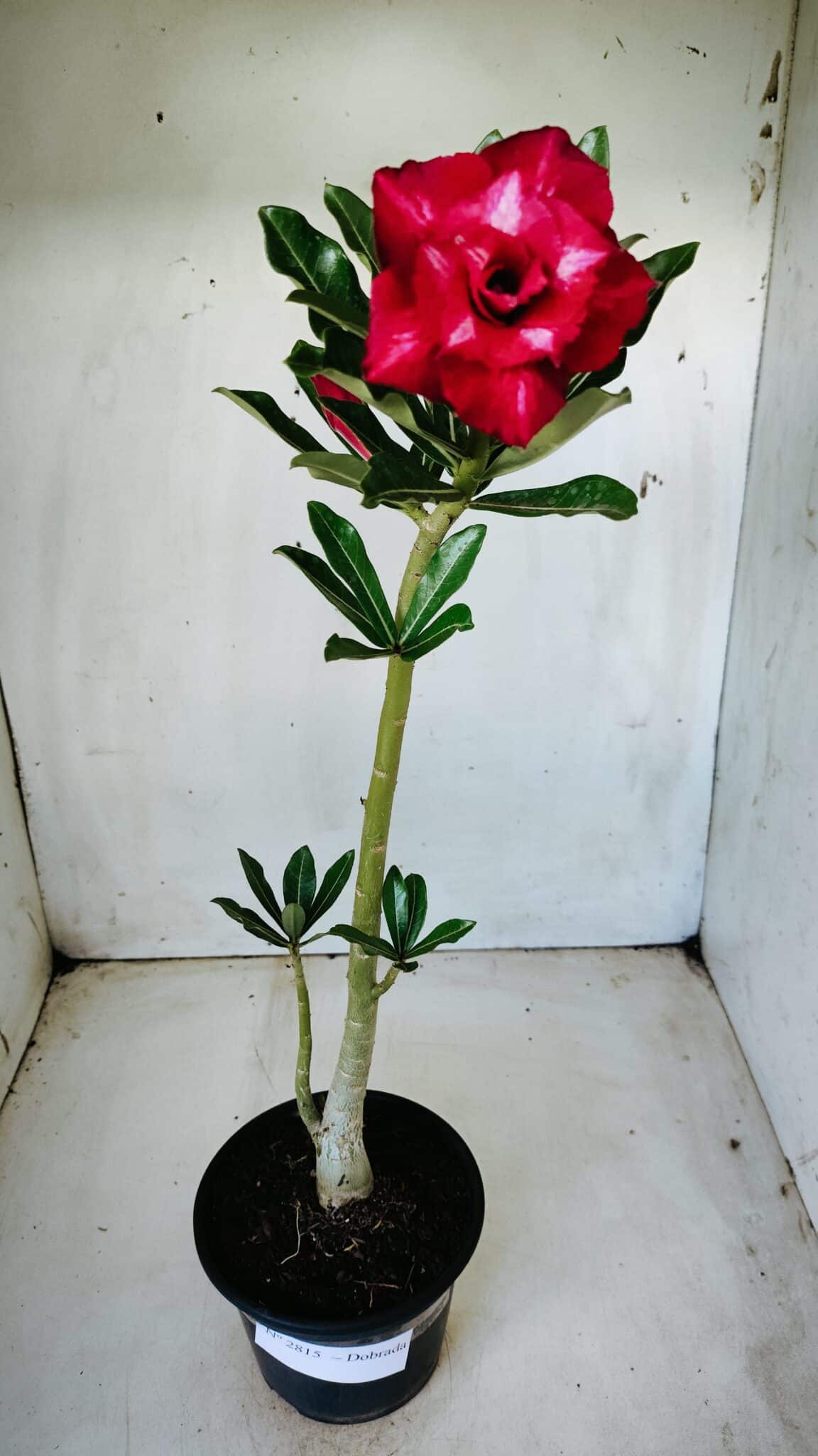 Planta Dobrada 2815 – 30cm – 02 anos