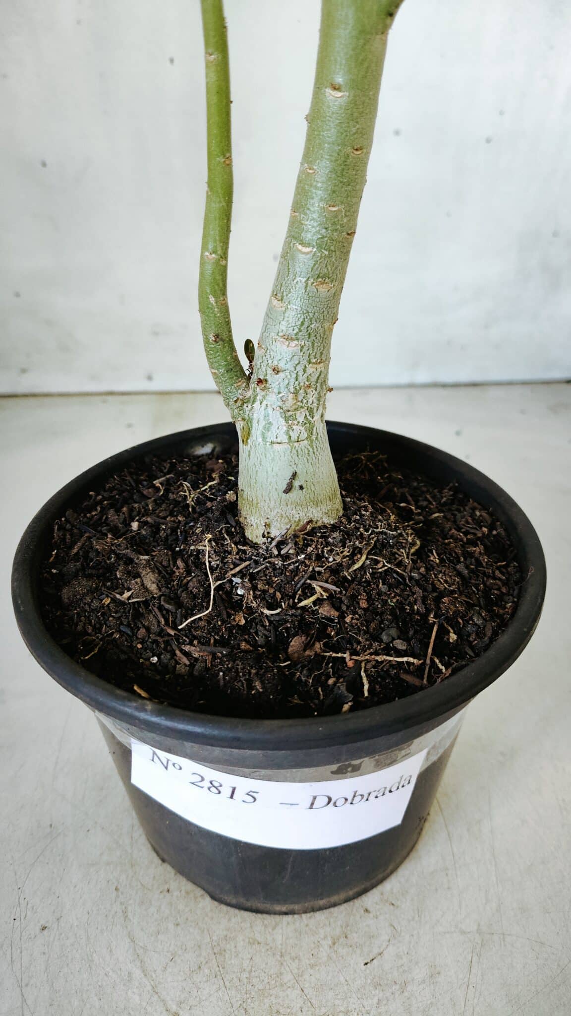 Planta Dobrada 2815 – 30cm – 02 anos