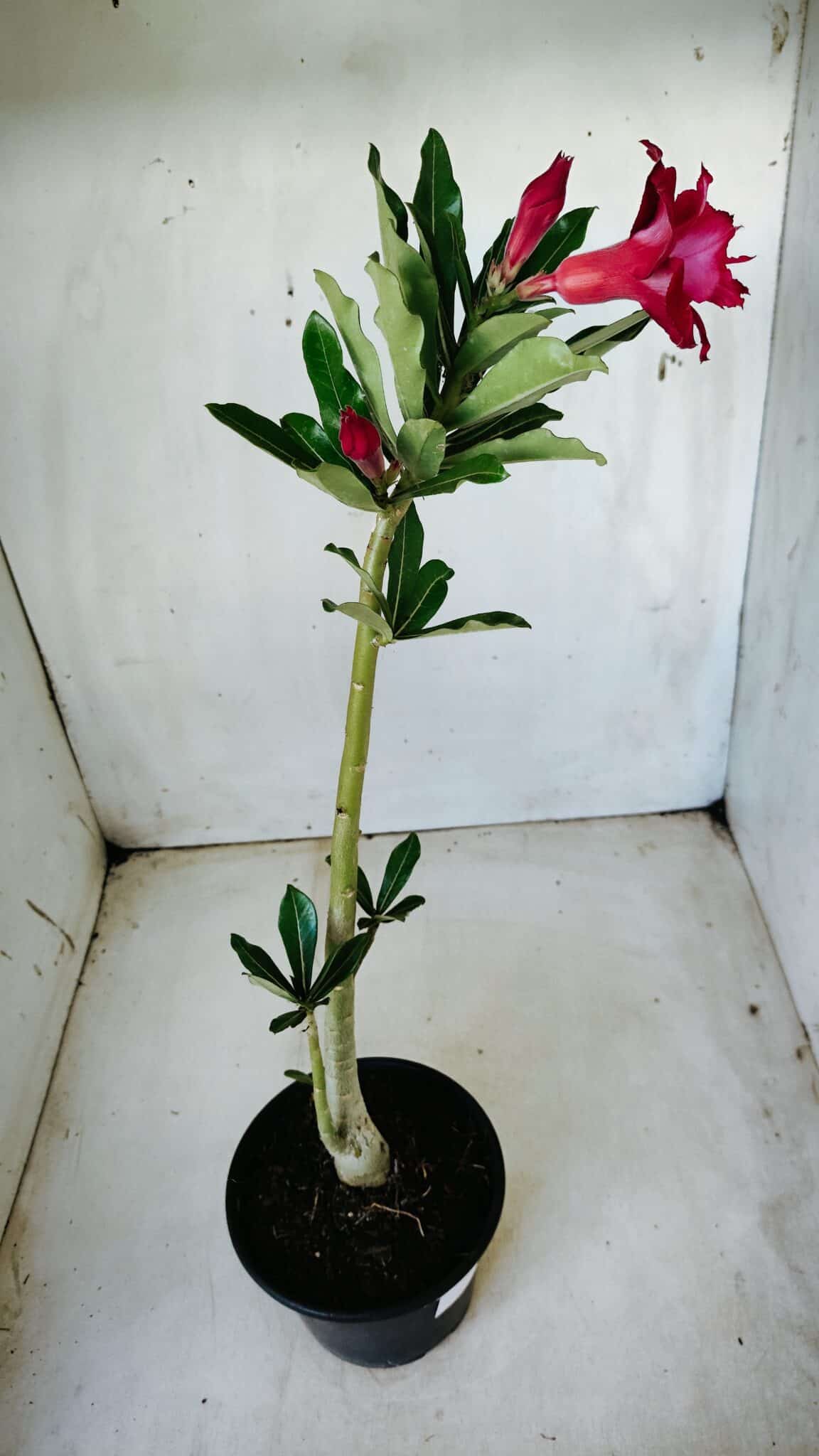 Planta Dobrada 2815 – 30cm – 02 anos