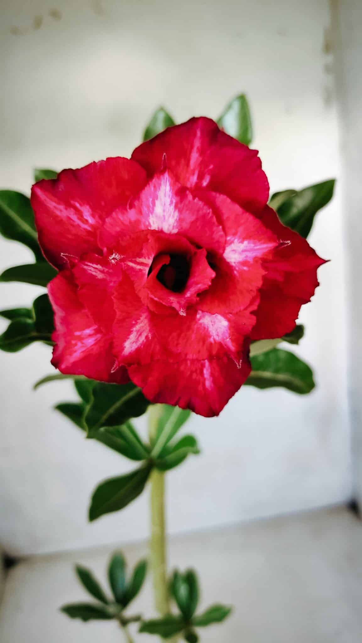 Planta Dobrada 2815 – 30cm – 02 anos