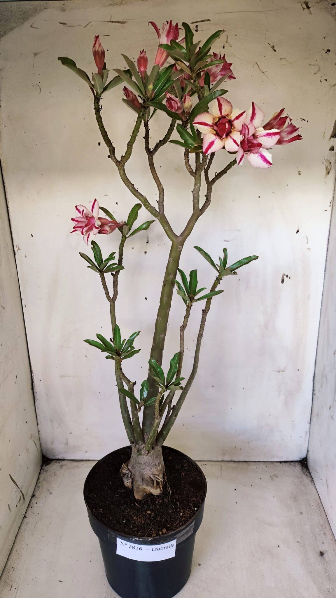 Planta Dobrada 2816 – 50cm – 04 anos