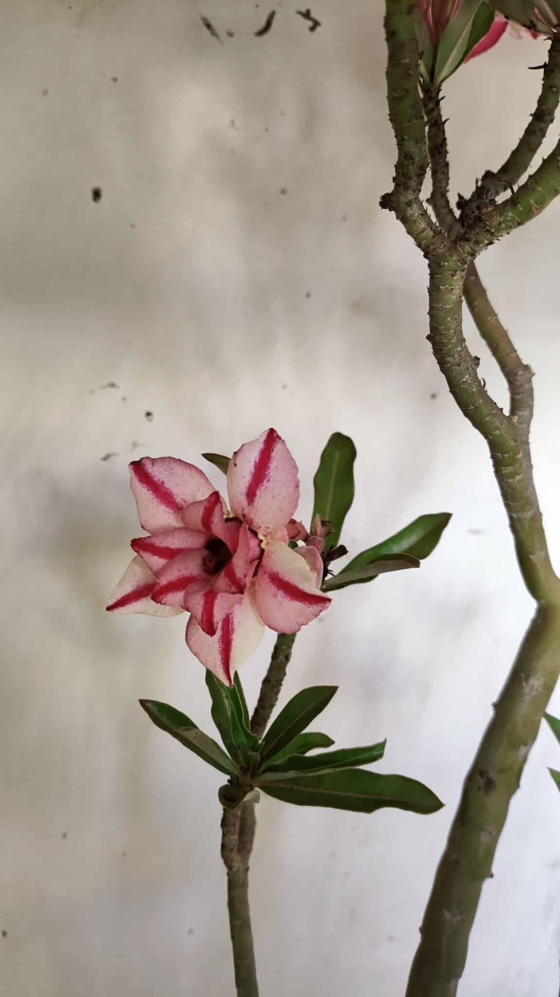 Planta Dobrada 2816 – 50cm – 04 anos