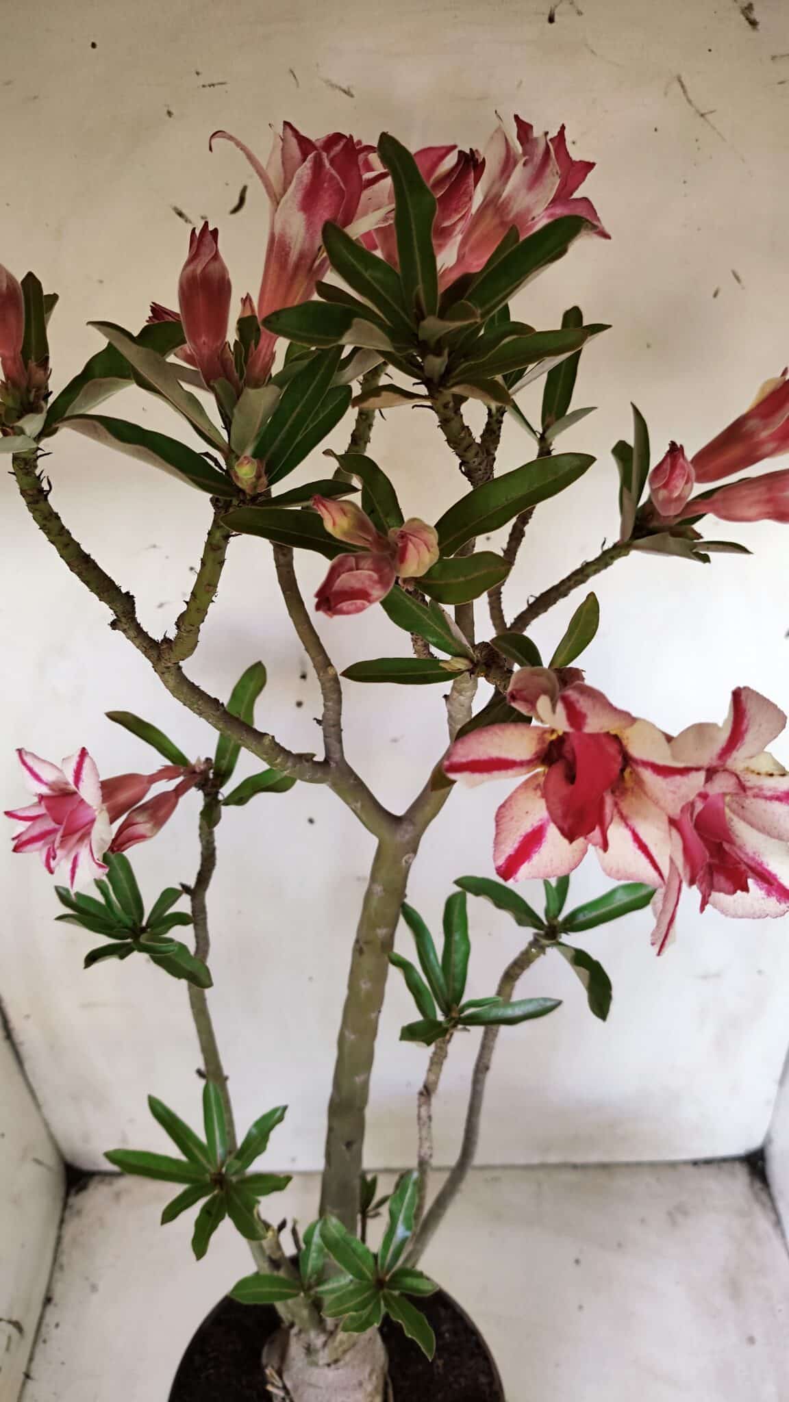 Planta Dobrada 2816 – 50cm – 04 anos