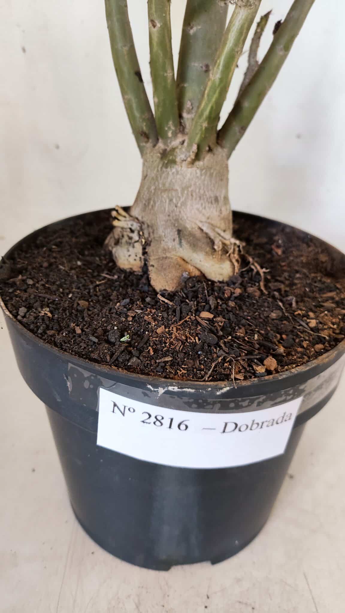 Planta Dobrada 2816 – 50cm – 04 anos