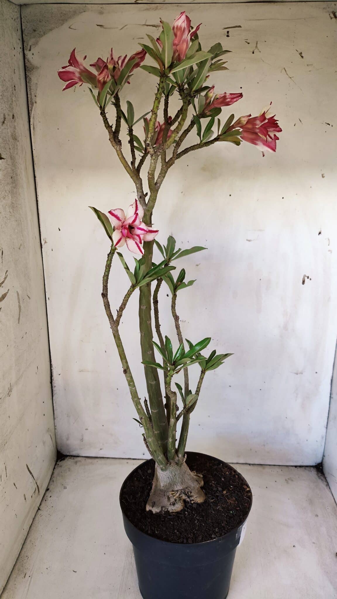 Planta Dobrada 2816 – 50cm – 04 anos