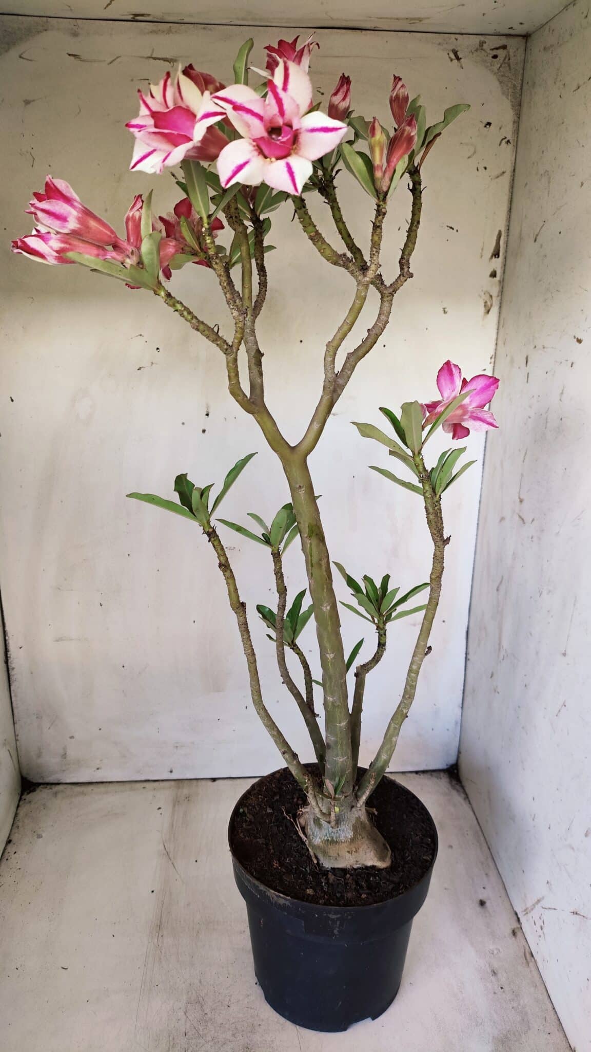 Planta Dobrada 2816 – 50cm – 04 anos