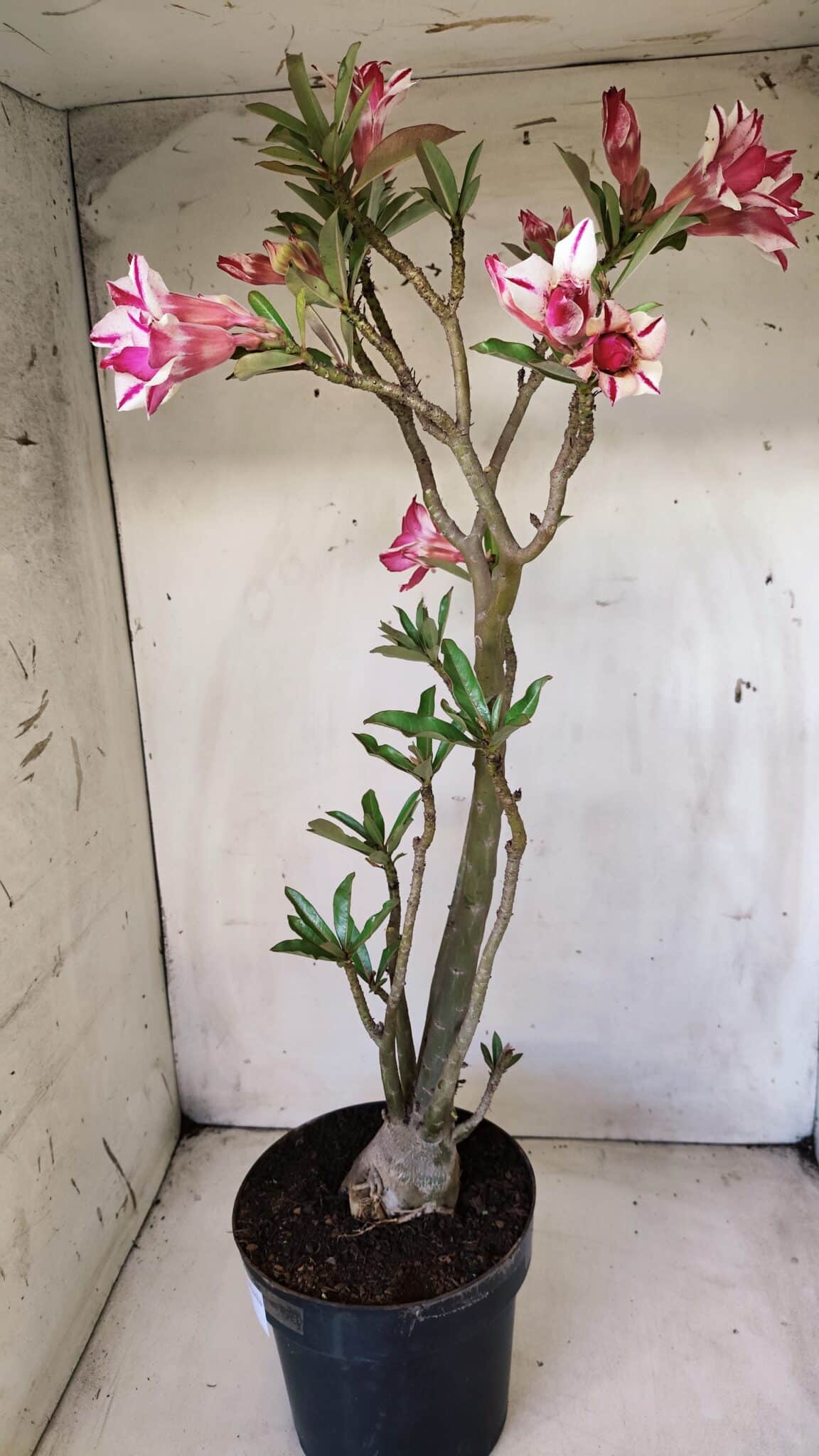 Planta Dobrada 2816 – 50cm – 04 anos