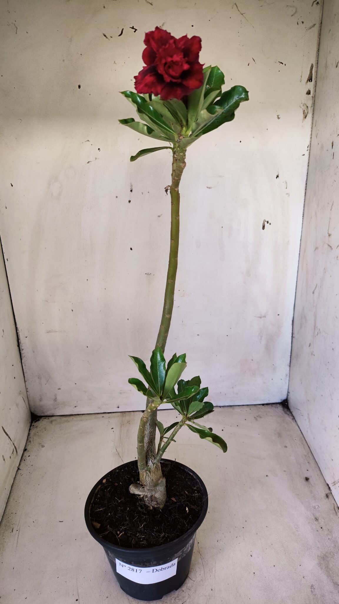 Planta Dobrada 2817 – 30cm – 02 anos